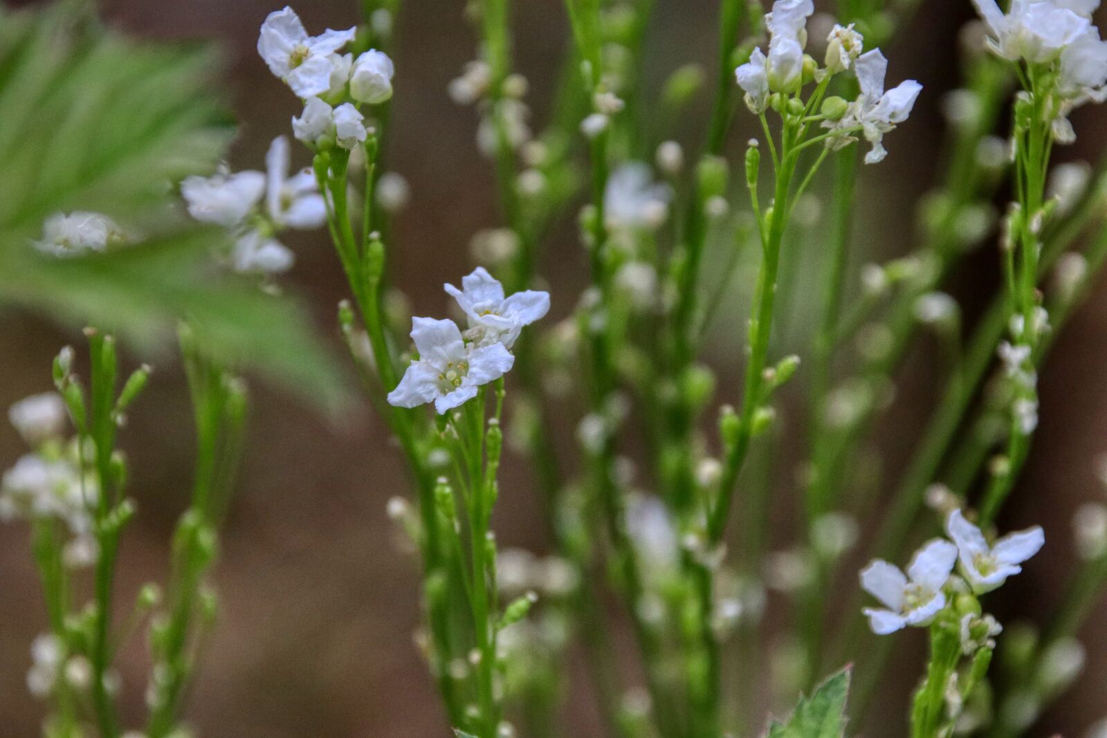 Canon EOS 80D sample photo. White, flowers, blossom photography