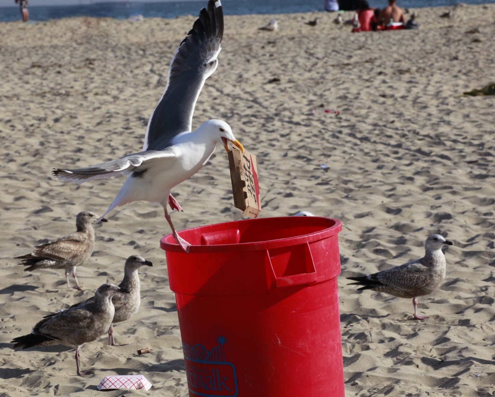 Canon EOS 5D Mark II sample photo. Thief, seagull, trash can photography