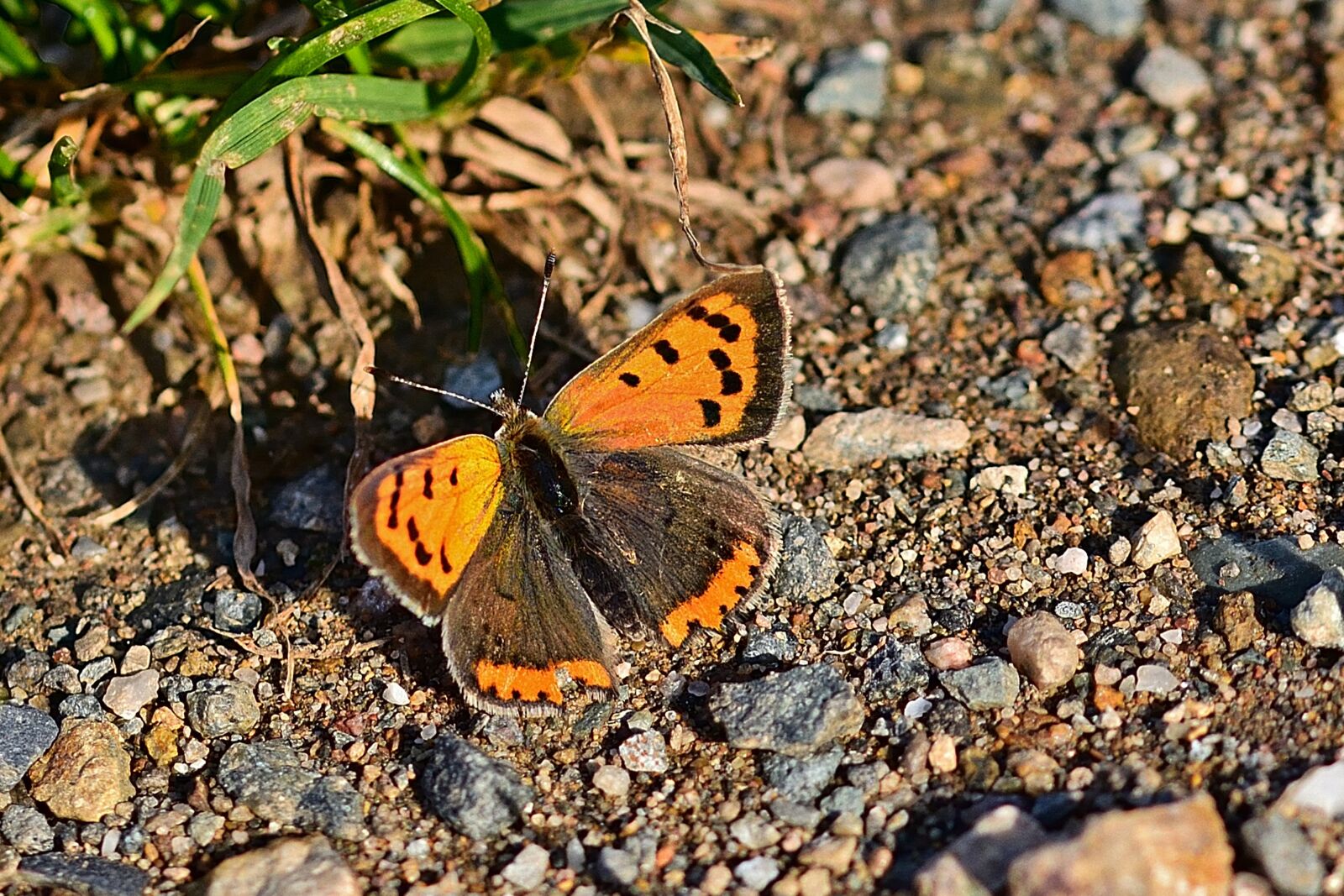 Nikon D5200 sample photo. Butterfly, banghal, sun photography