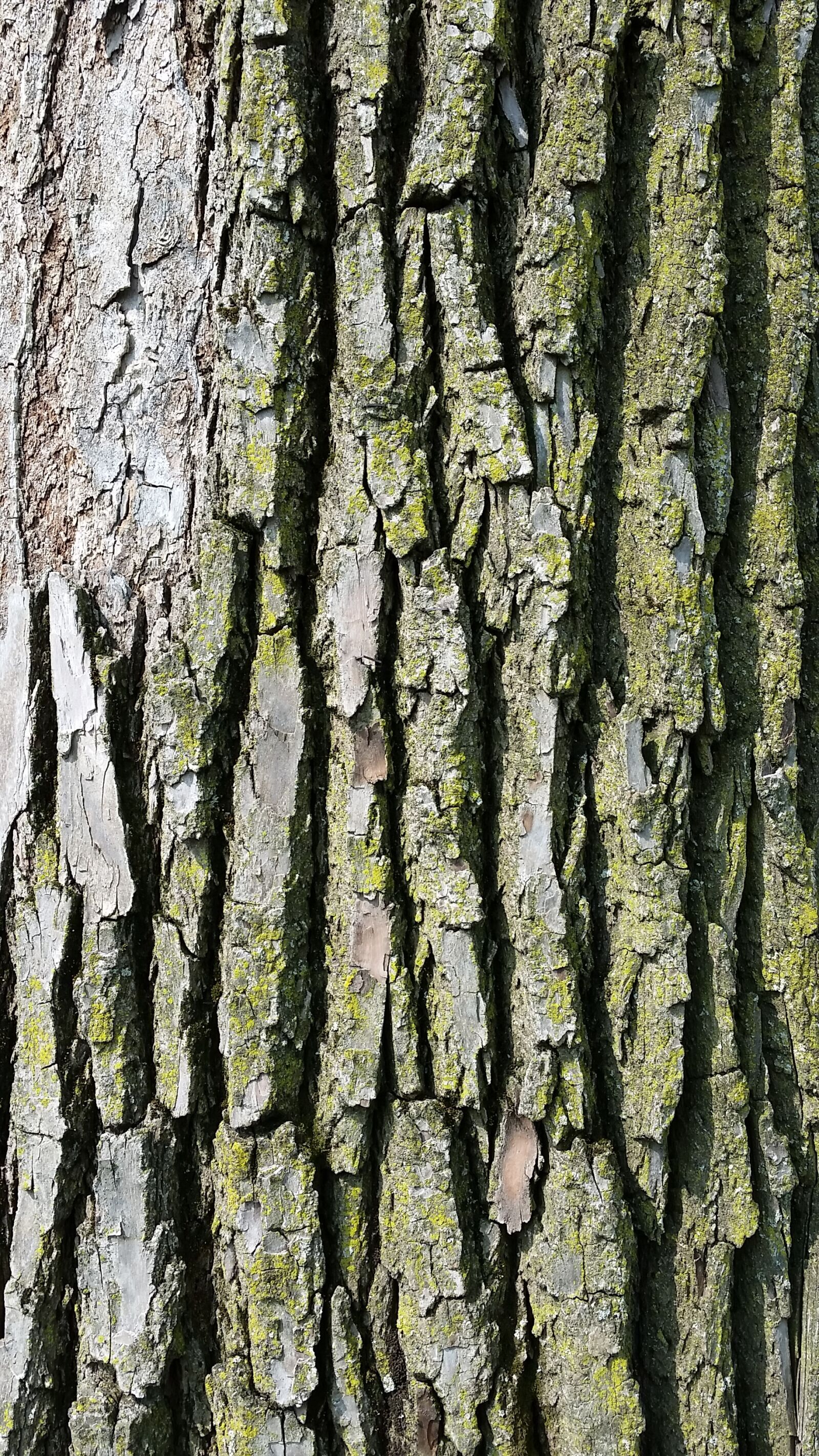 Samsung Galaxy S5 sample photo. Tree bark, texture, wood photography