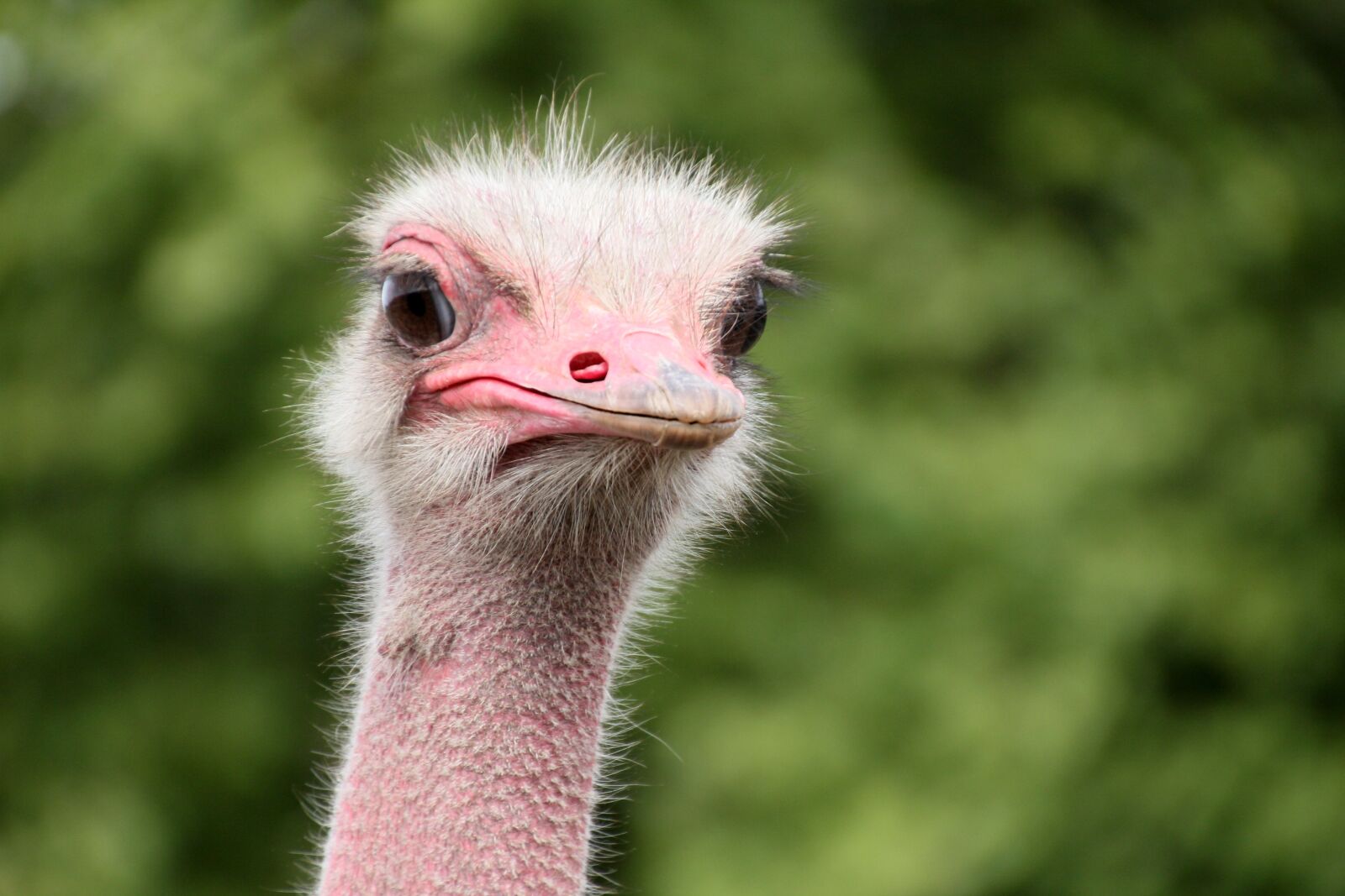 Canon EOS 60D sample photo. Bouquet, animals, ostrich photography
