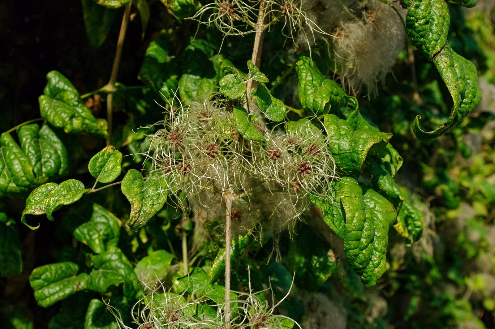 Samsung GX-20 sample photo. Autumn, flower, foliage photography