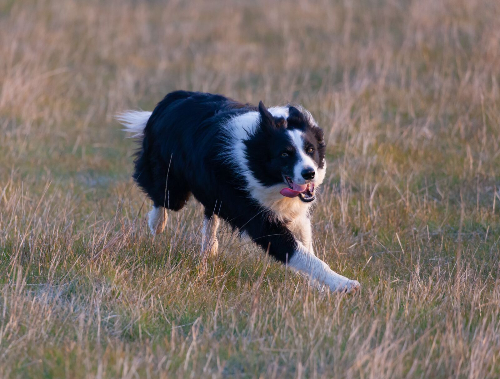 Canon EOS 5D Mark II sample photo. Border collie, border collie photography
