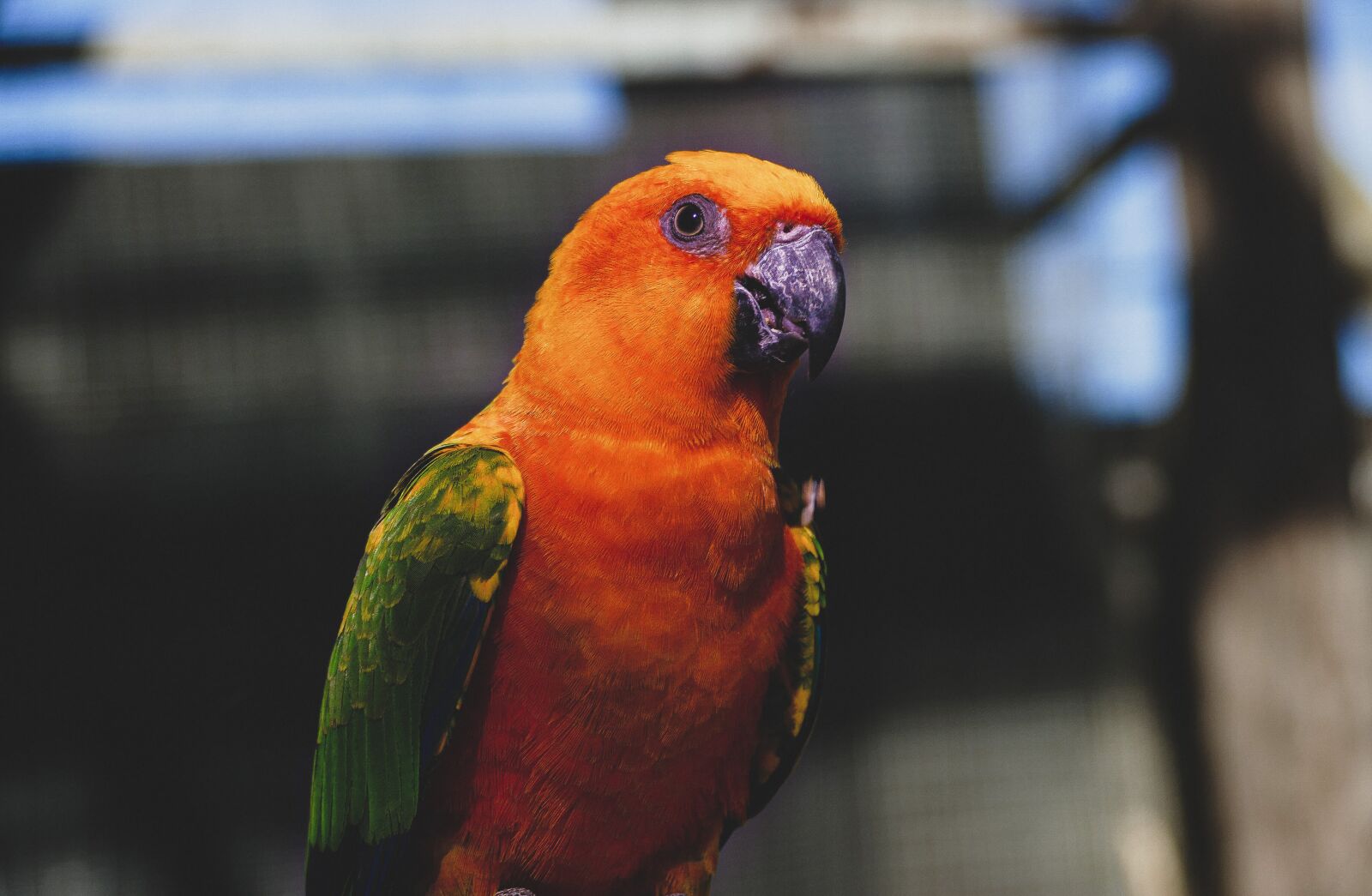 Panasonic Lumix DMC-FZ1000 sample photo. Parrot, nature, bird photography