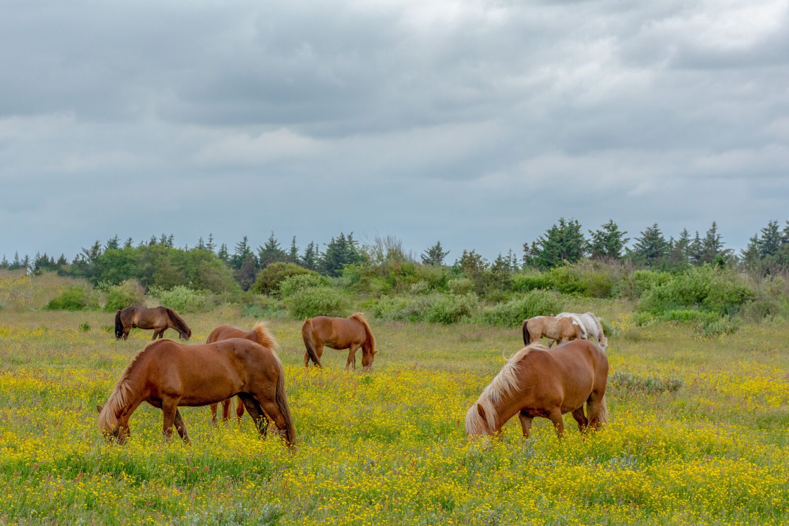 Nikon D7200 sample photo. Horse, horses, nature photography