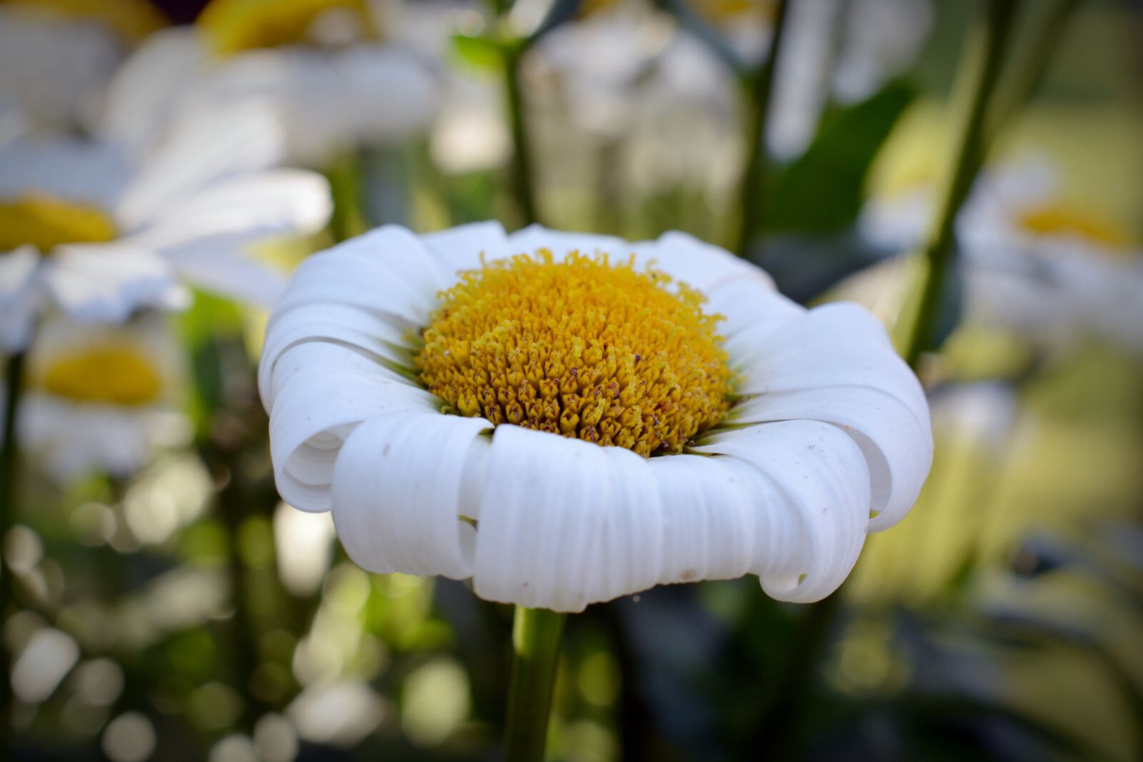 Nikon D5200 sample photo. Marguerite, gartenmargerite, faded photography