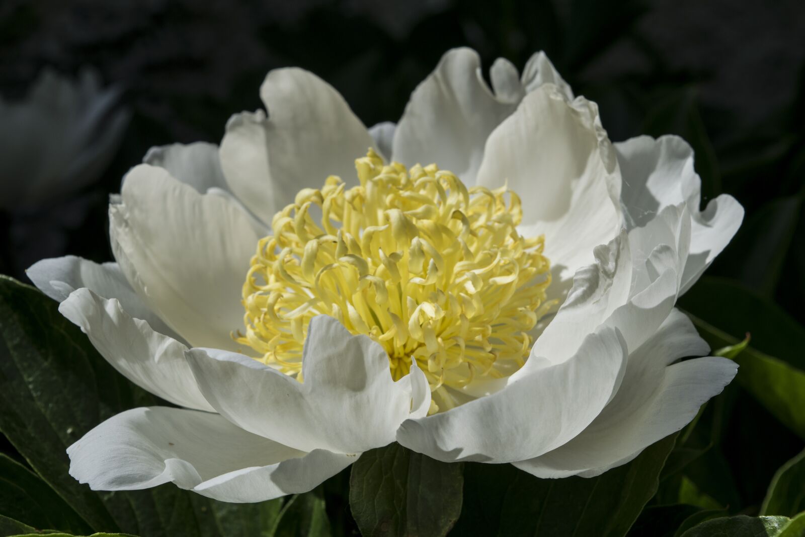 Nikon D3300 sample photo. Flower, flora, nature photography