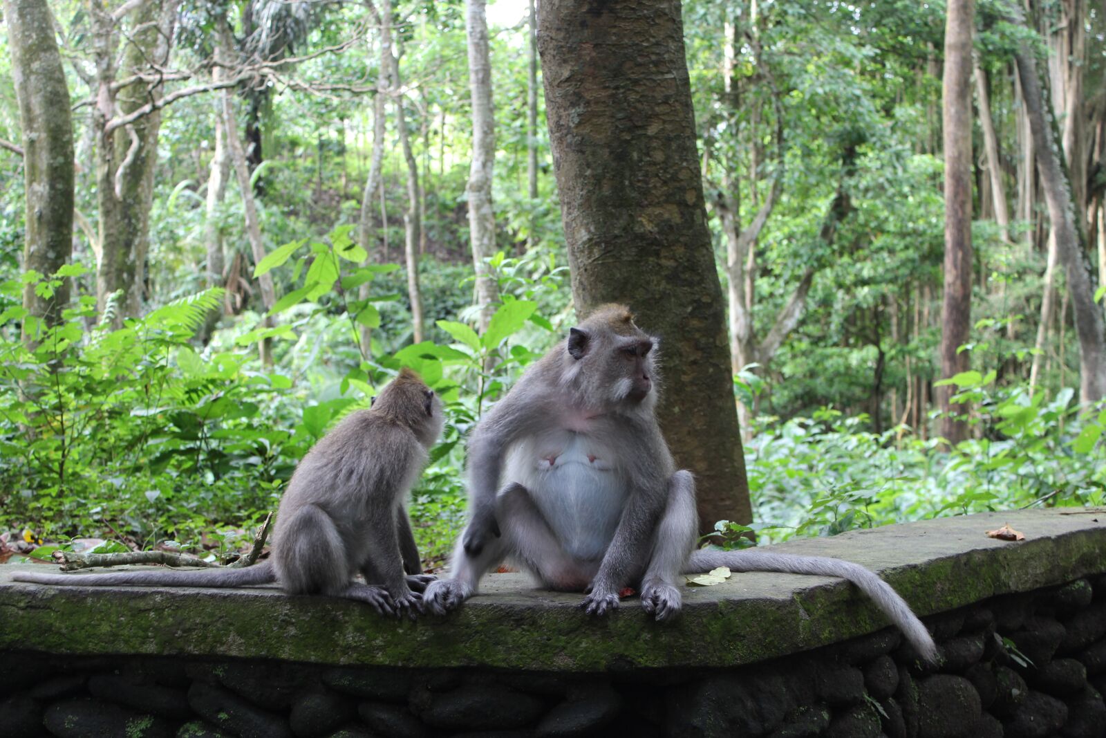 Canon EOS 600D (Rebel EOS T3i / EOS Kiss X5) sample photo. Animal, monkey, friends photography