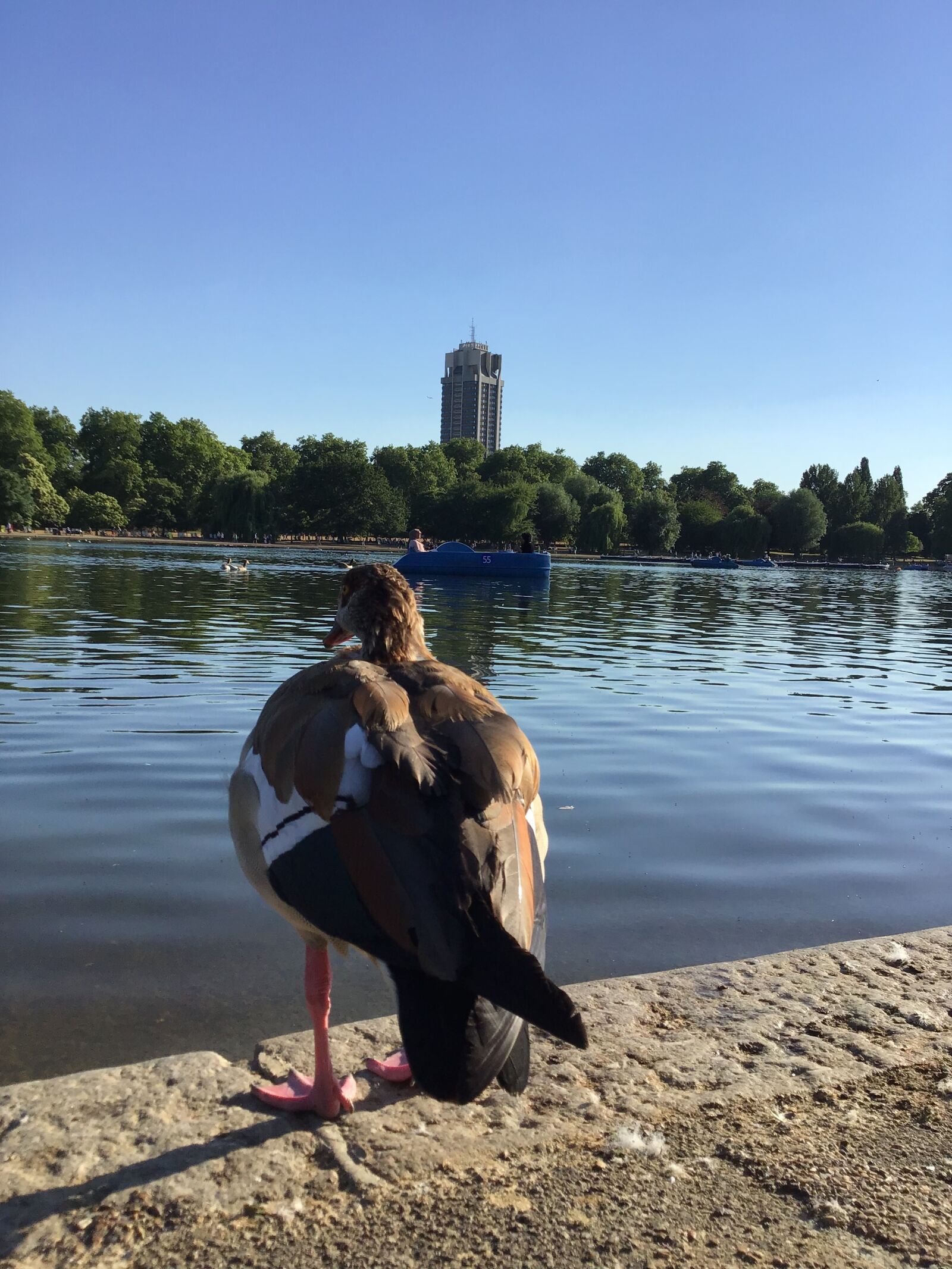 Apple iPad (6th generation) sample photo. Kensington, hyde park, london photography