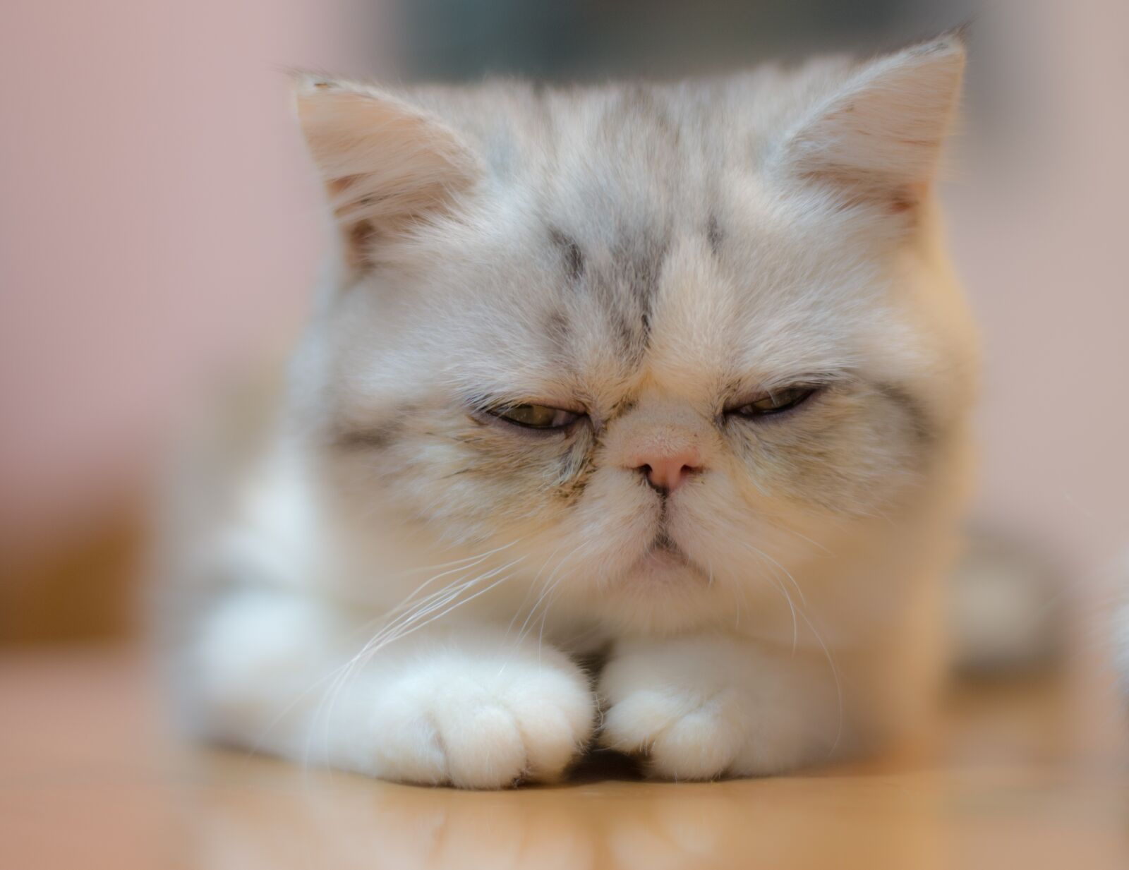 Nikon D7200 sample photo. Cat, cute, kitten photography