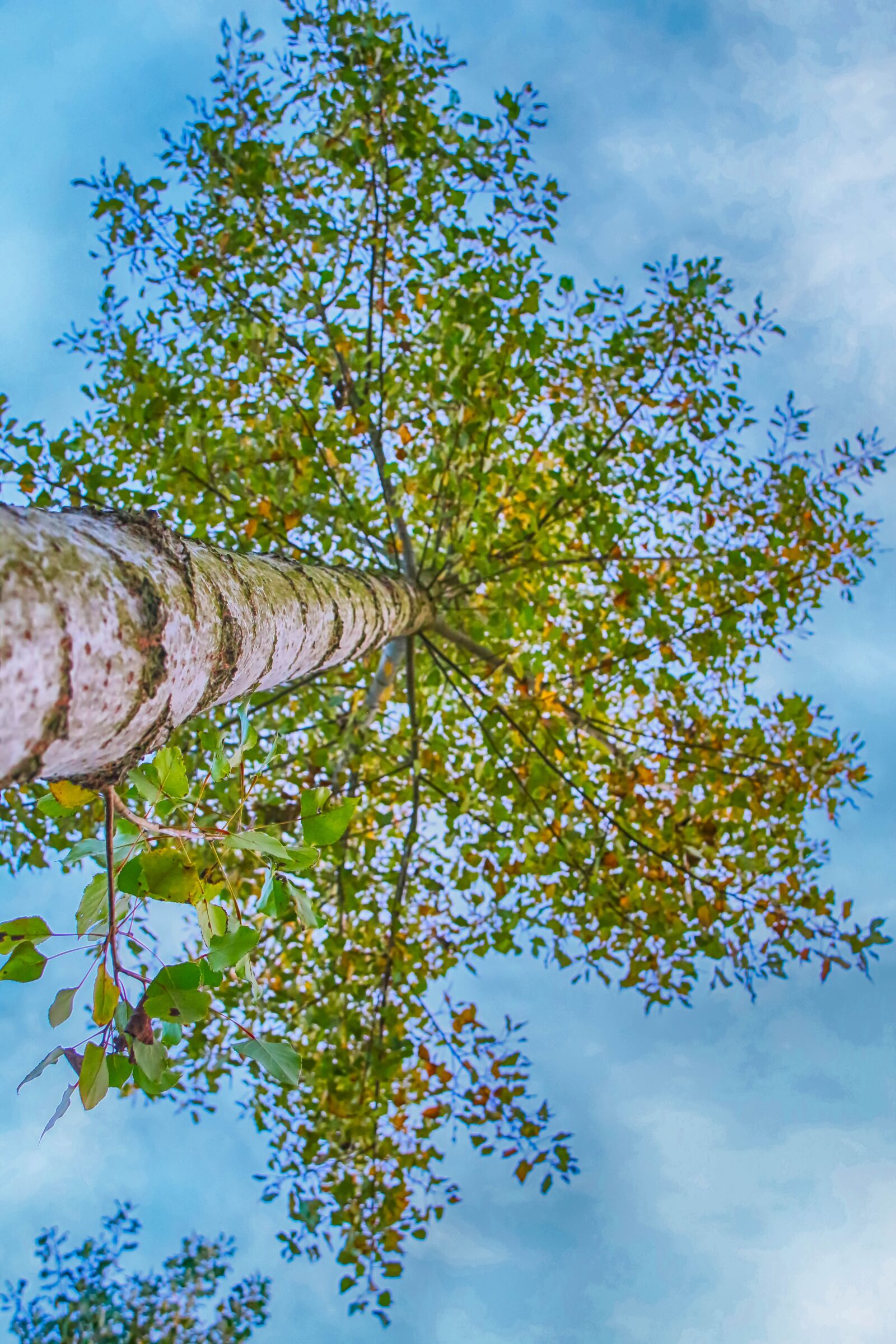 Canon EOS 70D sample photo. Tree, diving against, forest photography