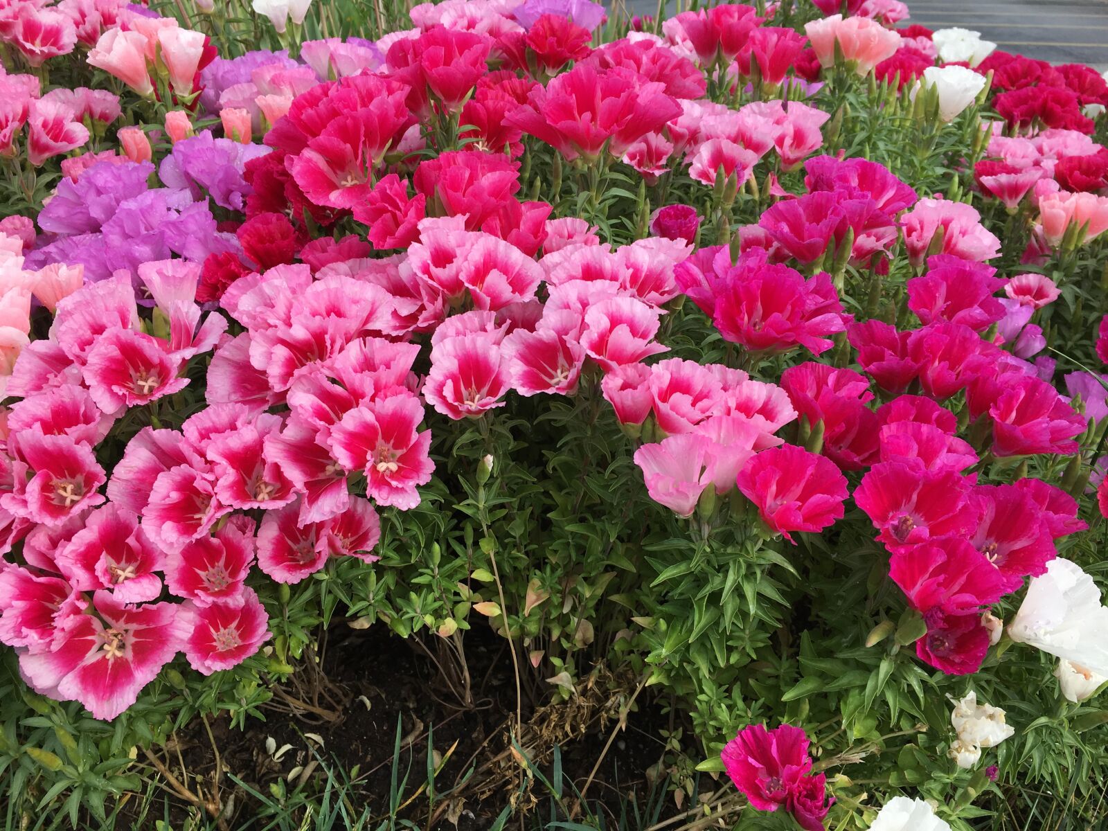 Apple iPhone 6s sample photo. Flower, nature, flowers photography