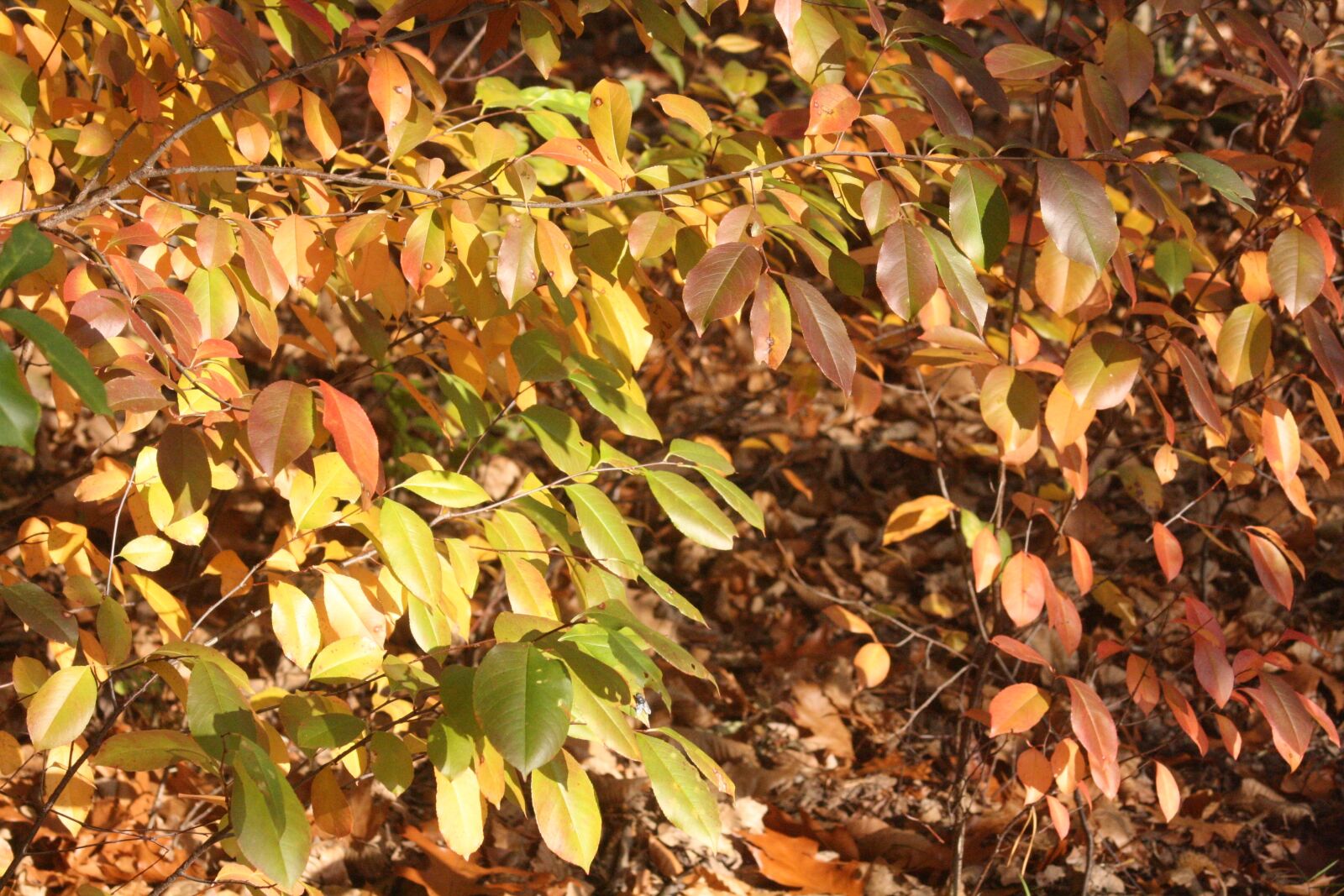 Canon EOS 1000D (EOS Digital Rebel XS / EOS Kiss F) sample photo. Autumn, leaves, red gold photography