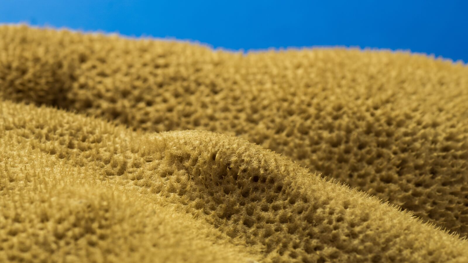 Sony ILCA-77M2 sample photo. Macro, natural, sponge, theme photography