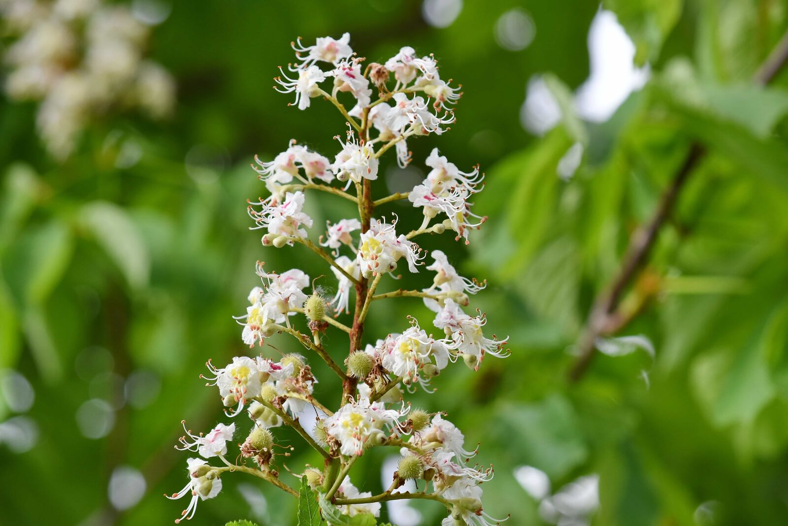 Nikon D5500 sample photo. Spring time, tree, nature photography