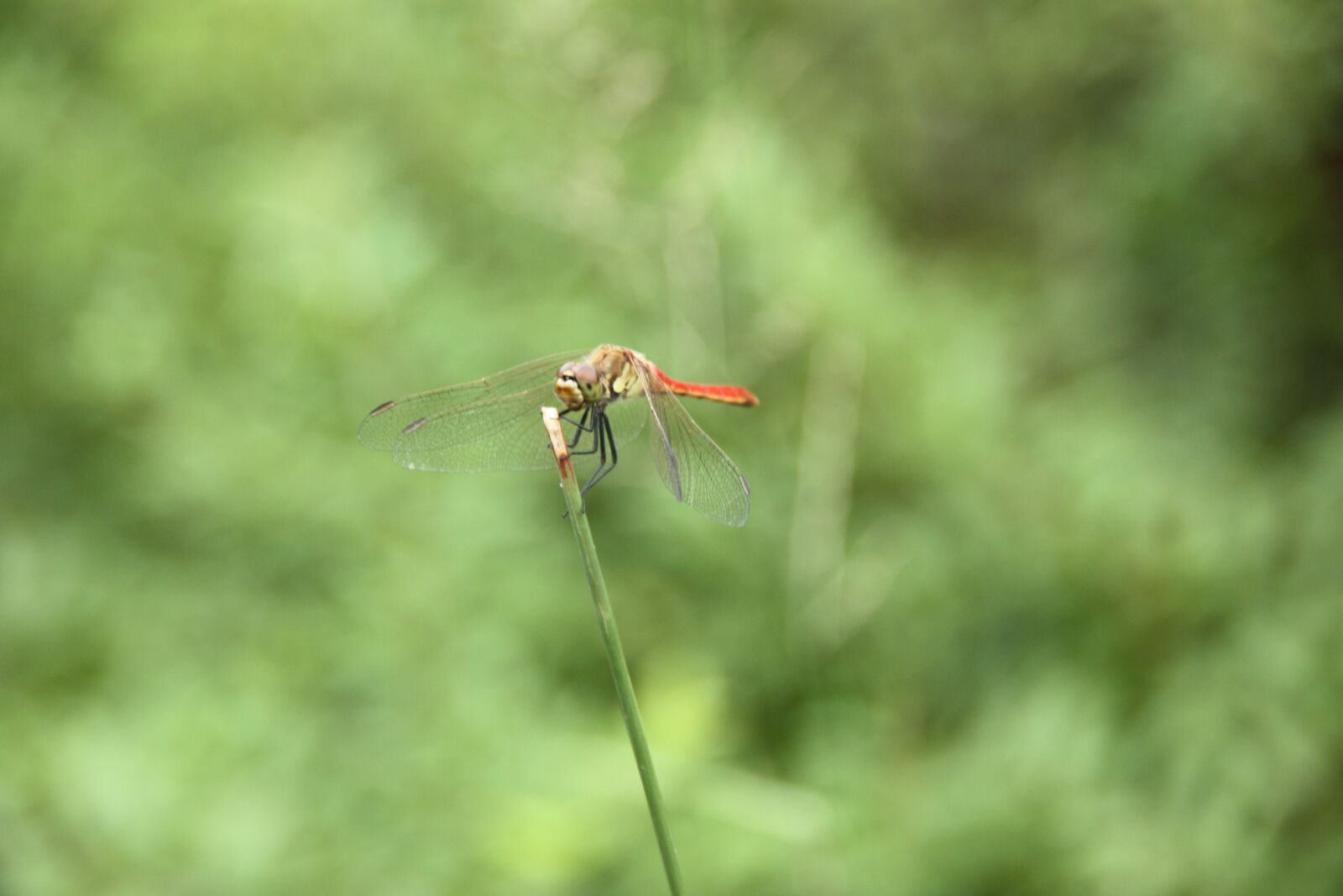 Canon EOS 450D (EOS Rebel XSi / EOS Kiss X2) sample photo. Dragonfly, insects, animal photography