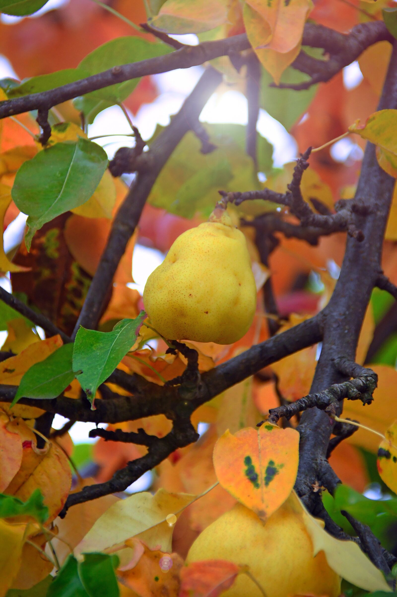 Nikon D3200 sample photo. Fruit, pear, yellow pear photography