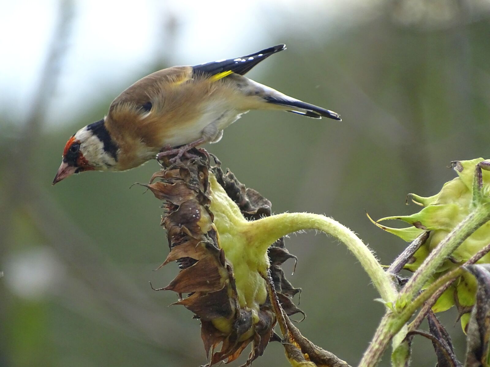 Sony Cyber-shot DSC-HX400V sample photo. Goldfinch, stieglitz, songbird photography