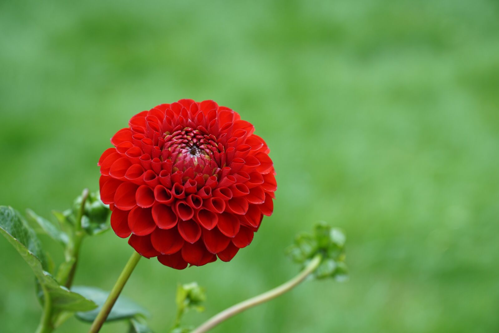 Sony a6000 + Sony E PZ 18-105mm F4 G OSS sample photo. Flower, red, red flower photography