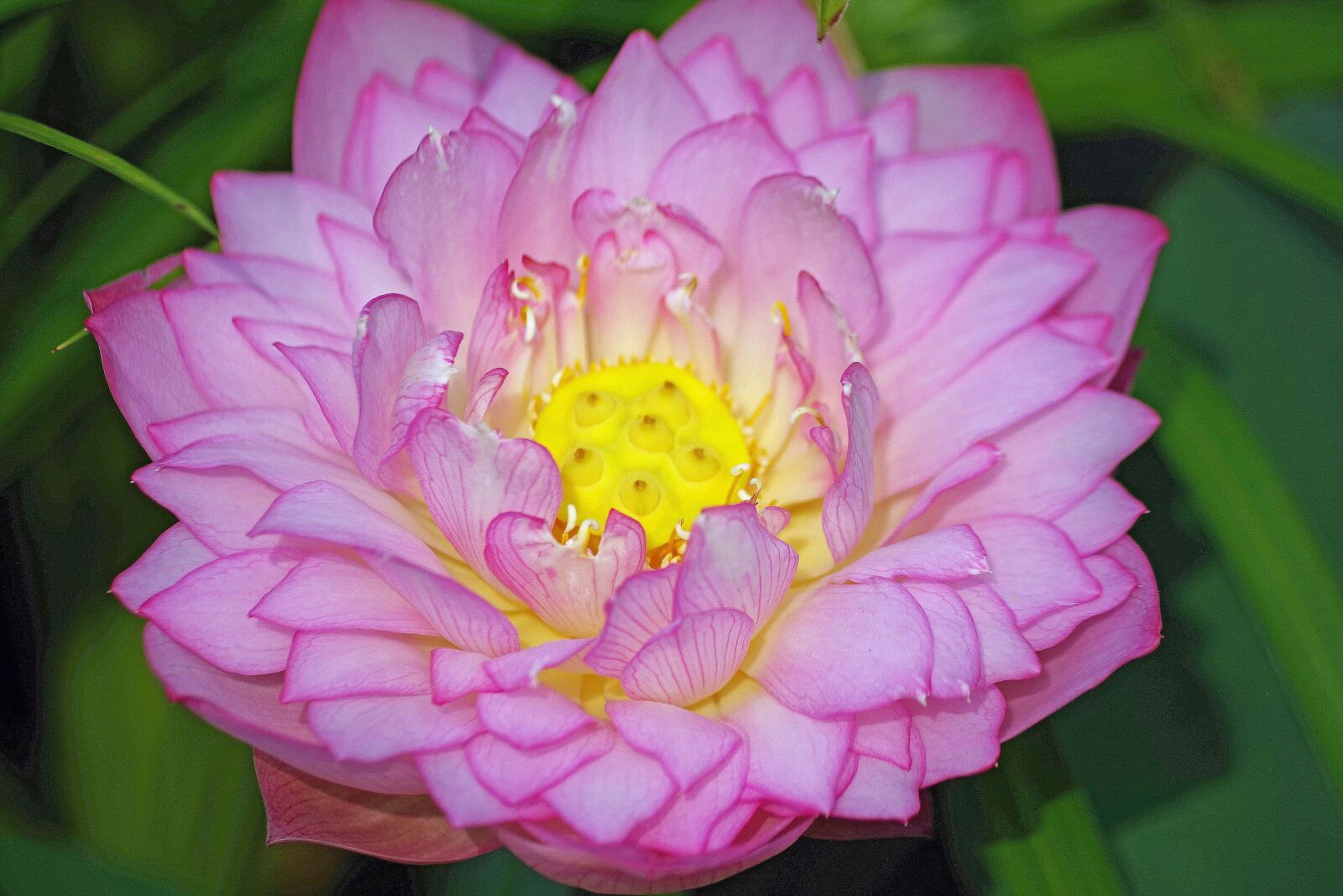 Pentax K-S2 sample photo. Water lily, lotus, pond photography