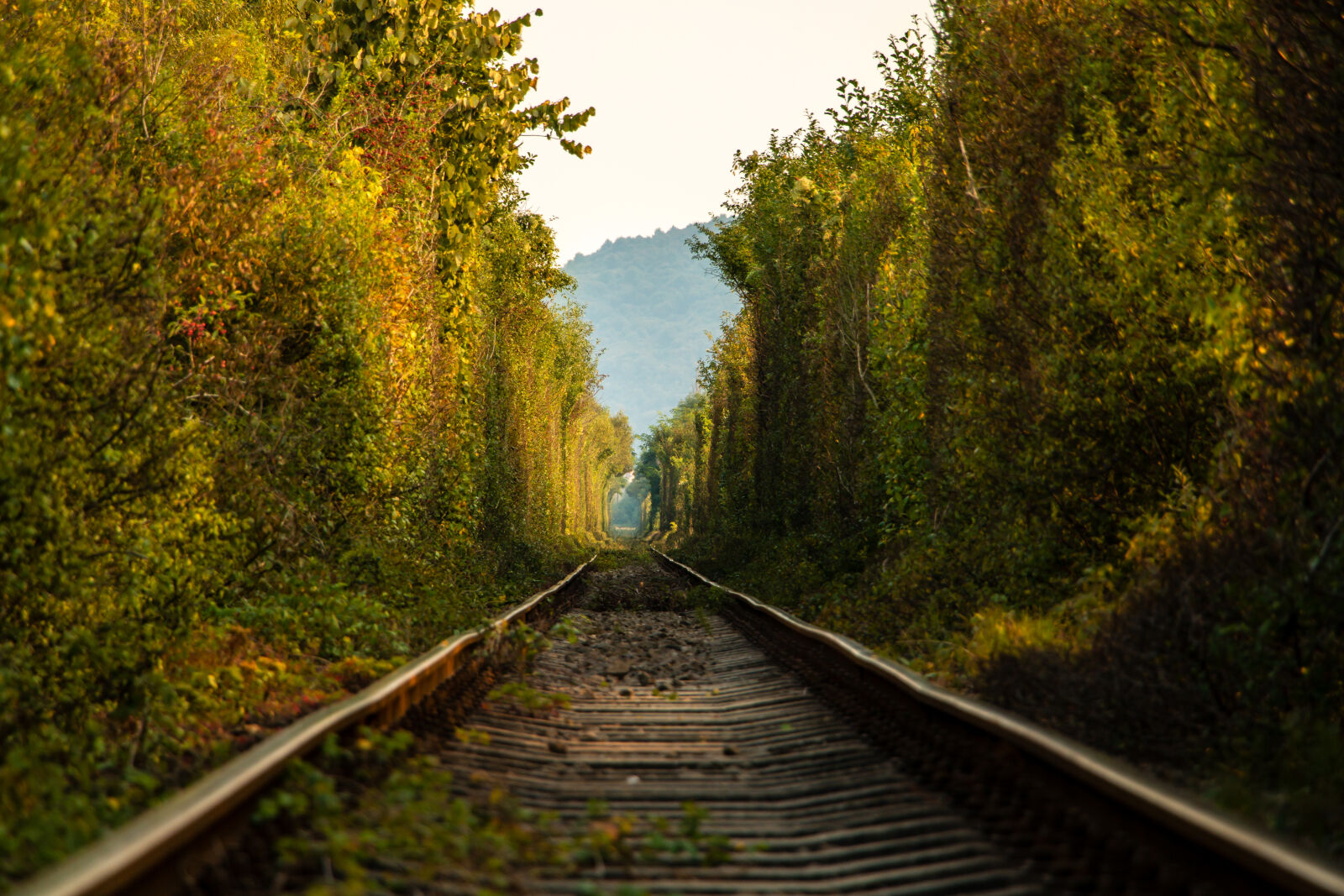 Canon EOS 70D sample photo. Nature, nature, photography, rails photography