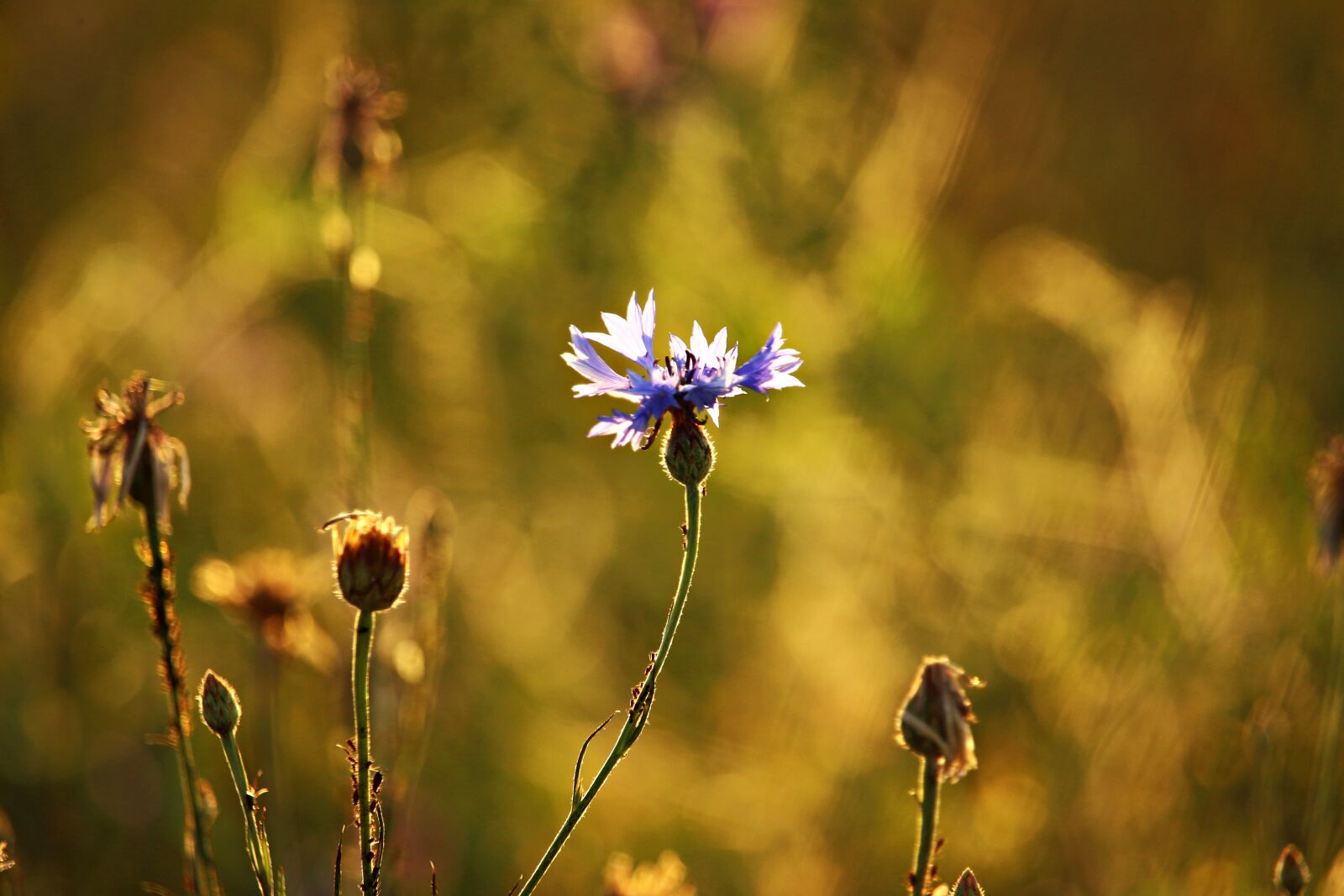 Canon EOS 100D (EOS Rebel SL1 / EOS Kiss X7) sample photo. Cornflower, summer, plantain photography