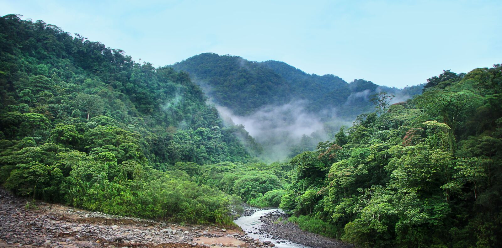 Canon EOS 1300D (EOS Rebel T6 / EOS Kiss X80) sample photo. Jungle, fog, trees photography