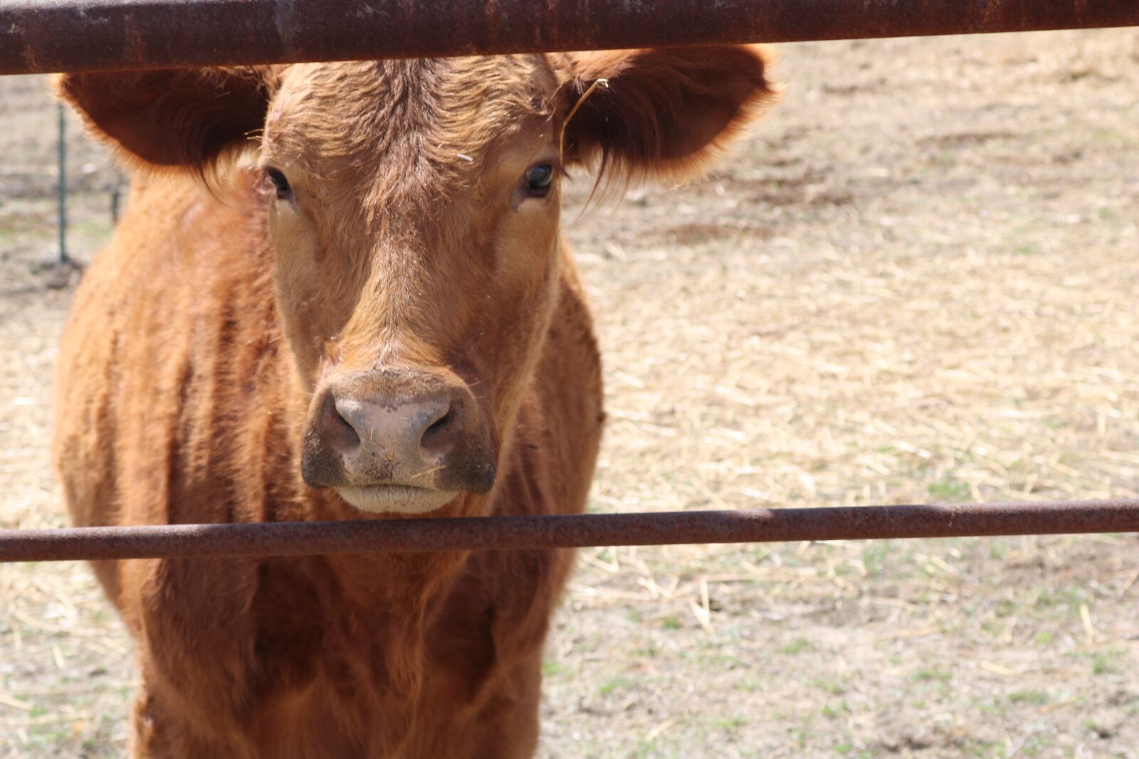 Canon EOS 750D (EOS Rebel T6i / EOS Kiss X8i) sample photo. Animal, farm, cattle photography