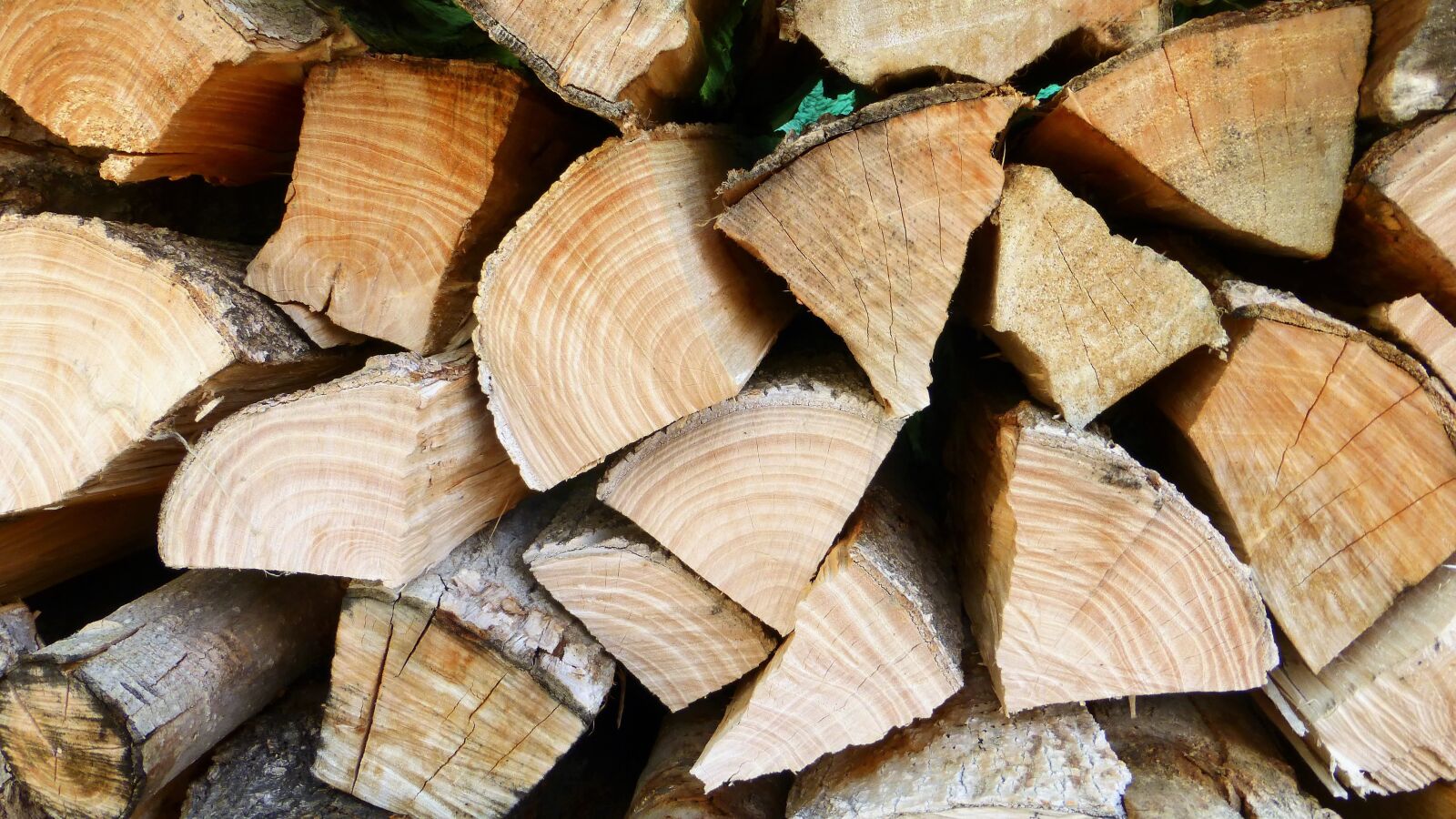 Panasonic Lumix DMC-ZS25 (Lumix DMC-TZ35) sample photo. Wood, log, tear down photography