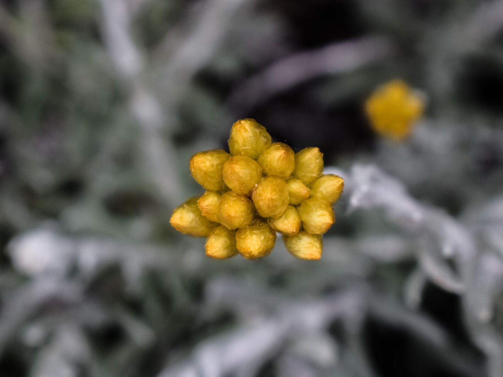 Nikon D3300 sample photo. Meadow, blossom, wild flower photography