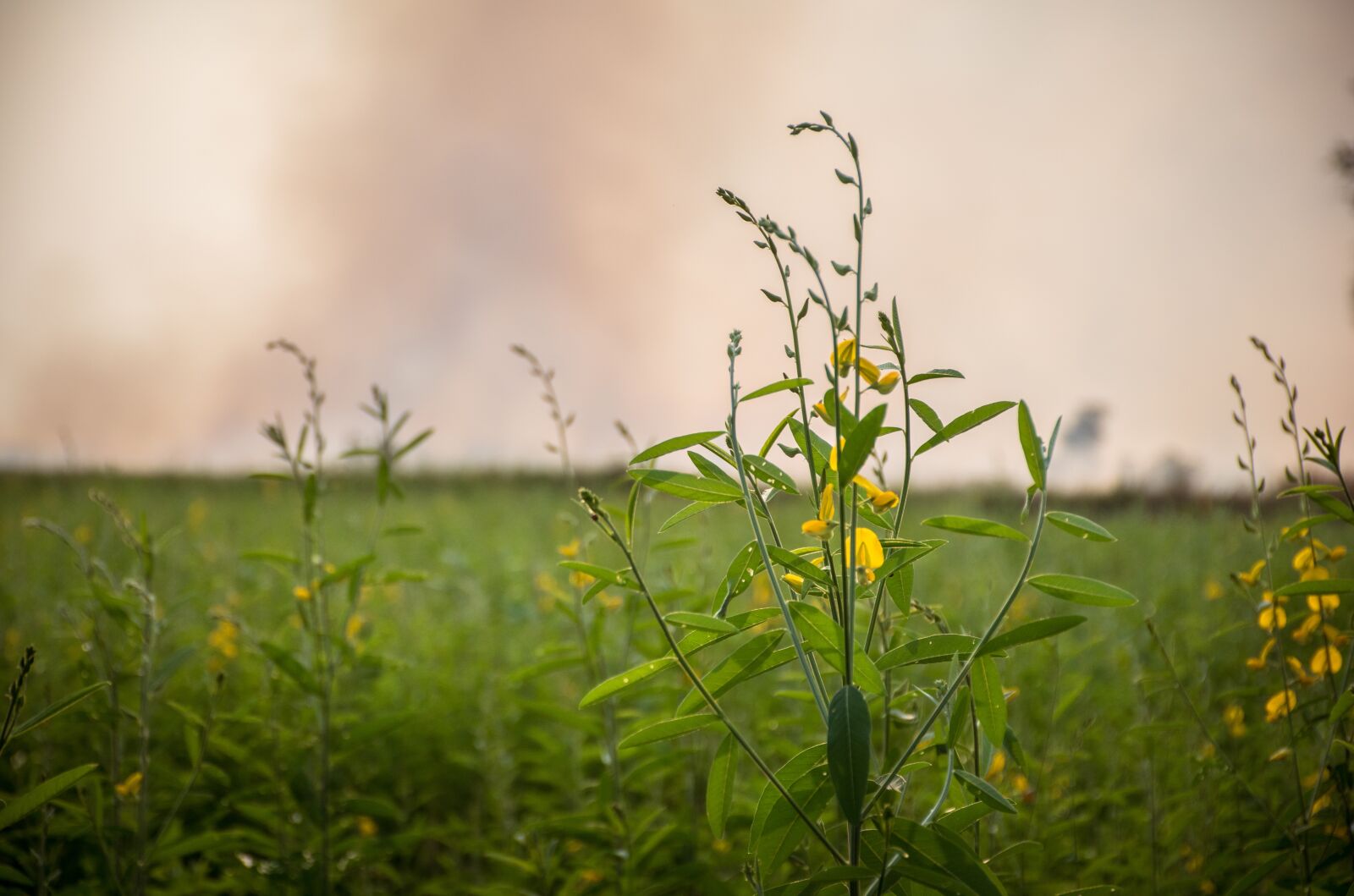 Nikon D5500 sample photo. Flowers, mead, the world photography