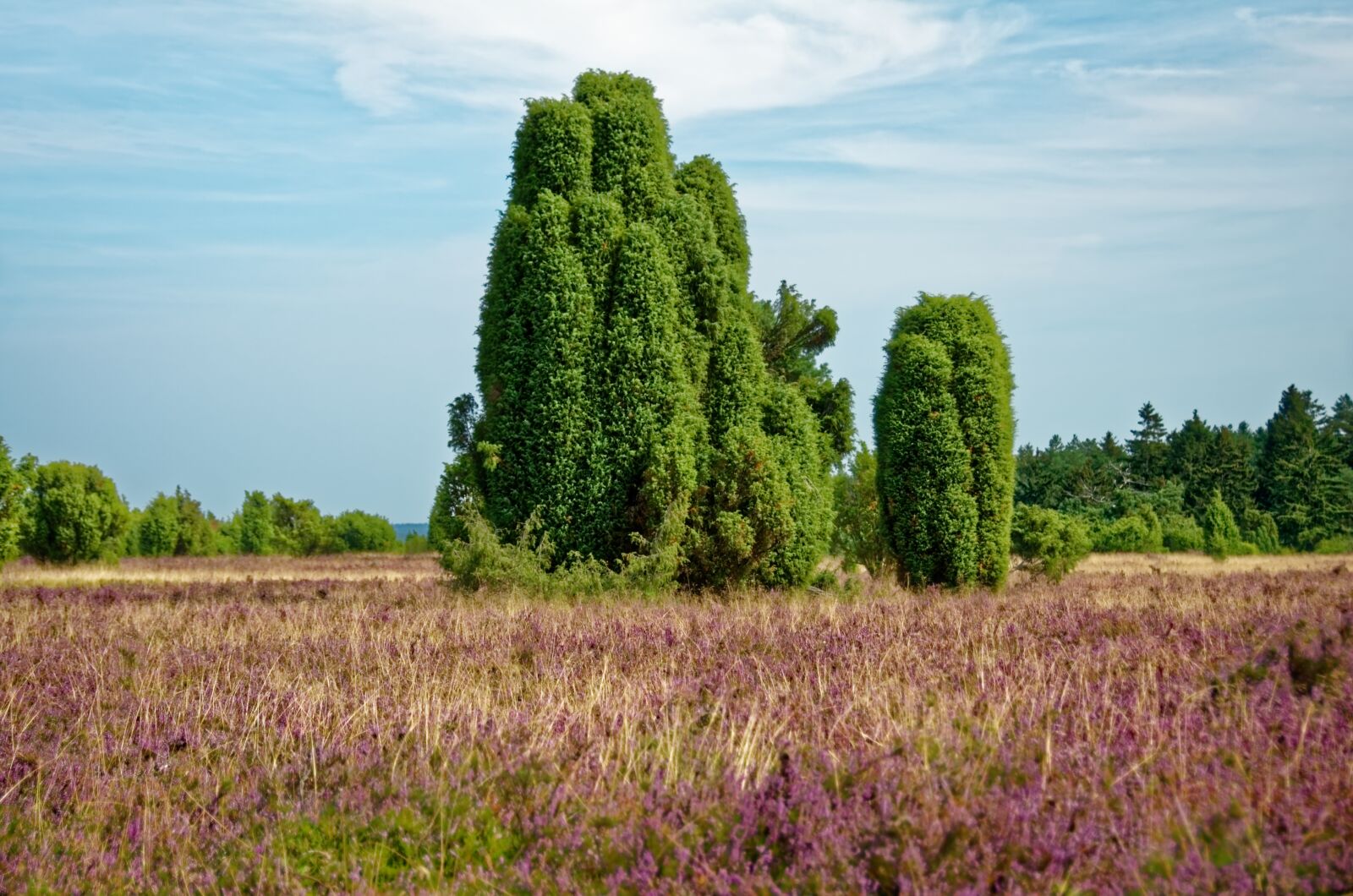 Nikon D7000 sample photo. Germany, l neburg heath photography