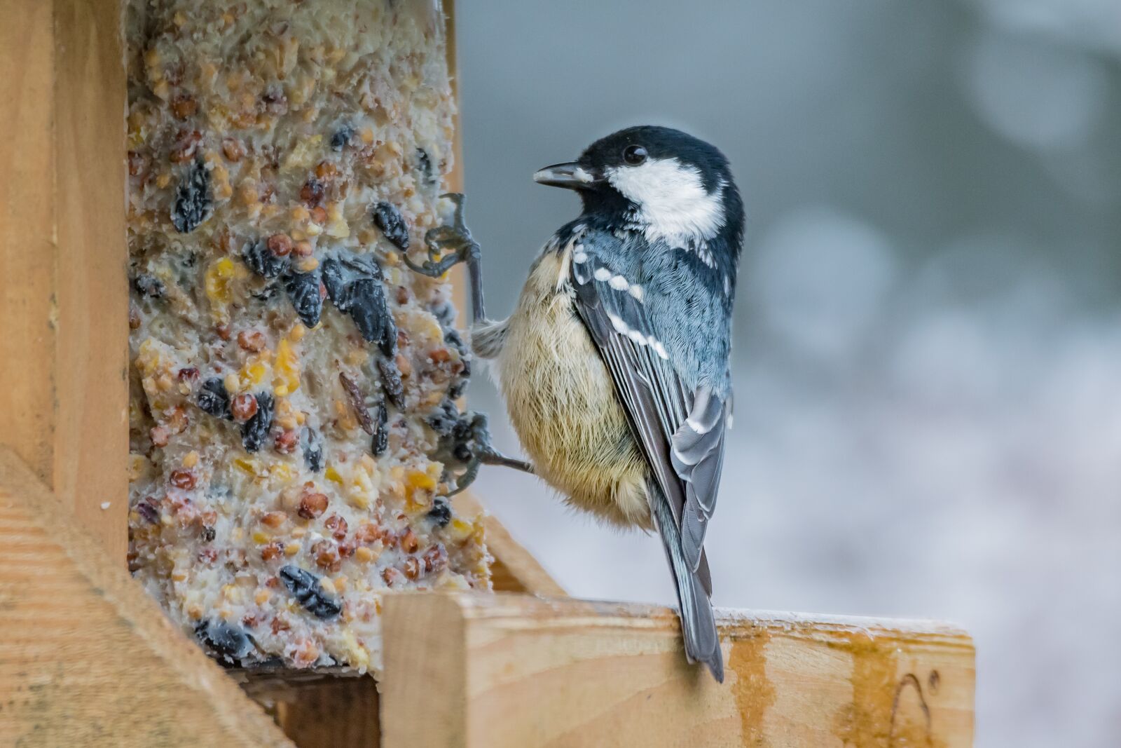 Nikon D500 sample photo. Bird, nature, animal world photography