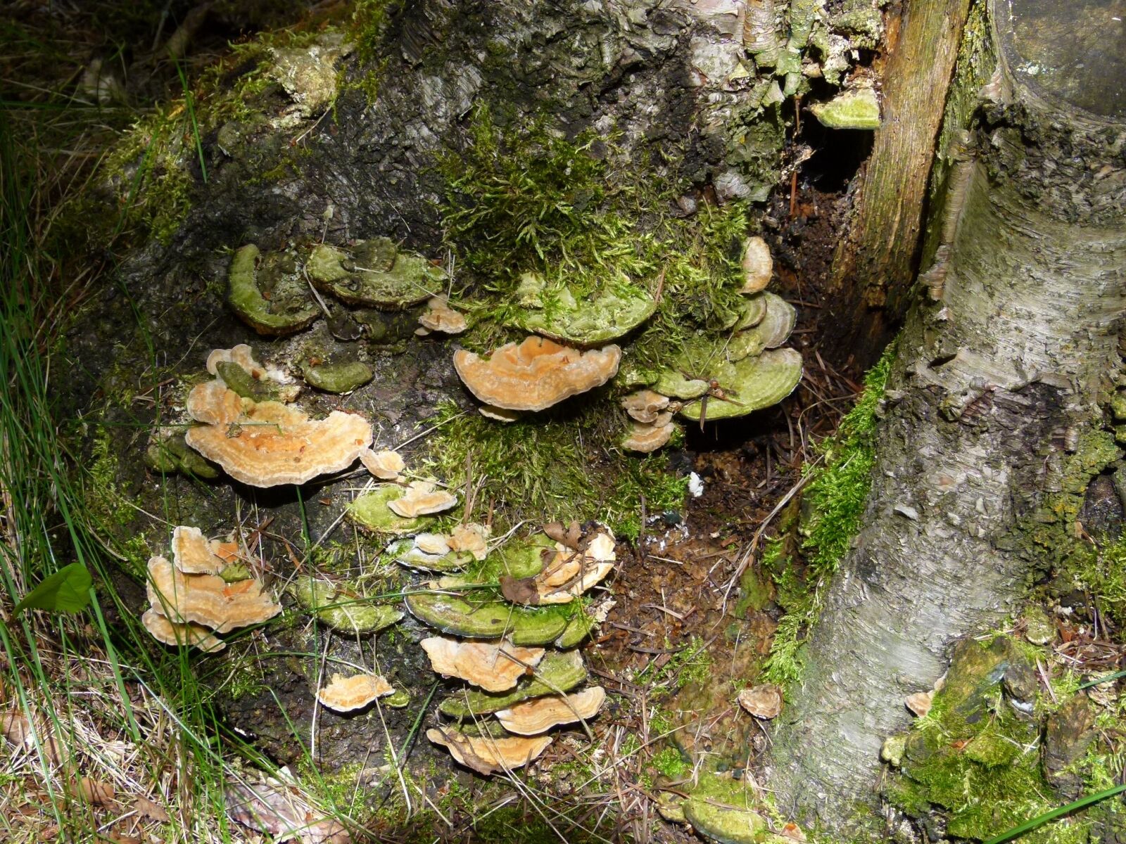 Panasonic Lumix DMC-FZ100 sample photo. Fungus, mushroom, fungi photography