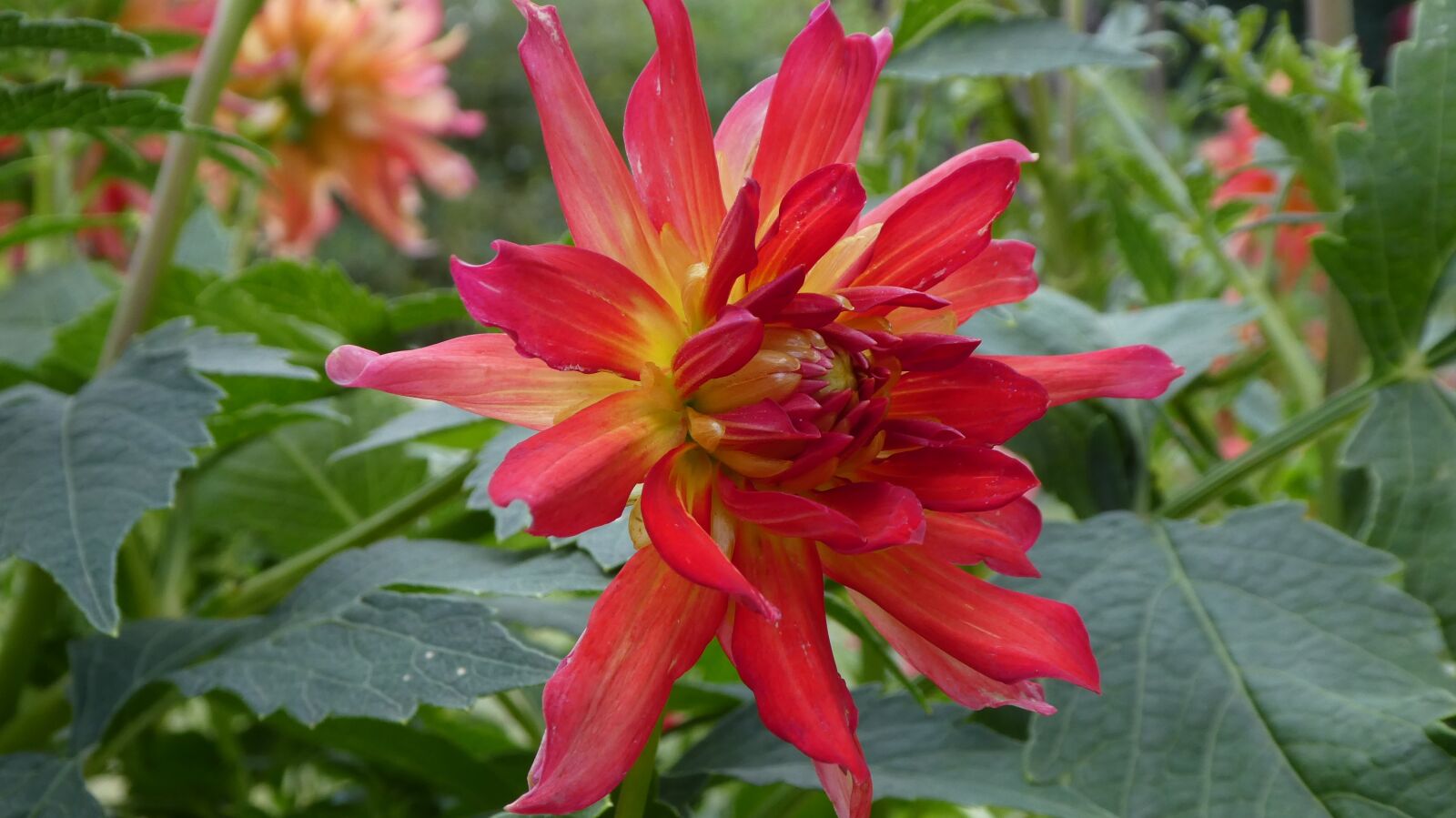 Panasonic DMC-TZ81 sample photo. Dahlia, pink, rays photography