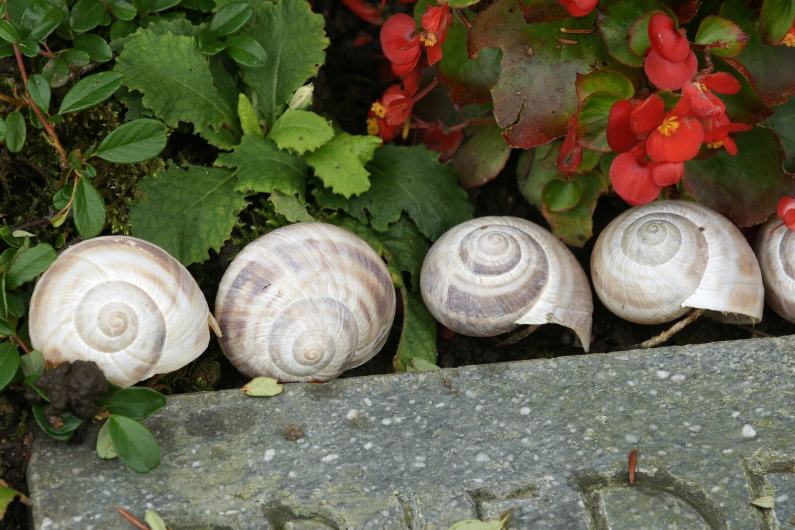 Sony Alpha DSLR-A700 sample photo. Snail, snail shells, group photography