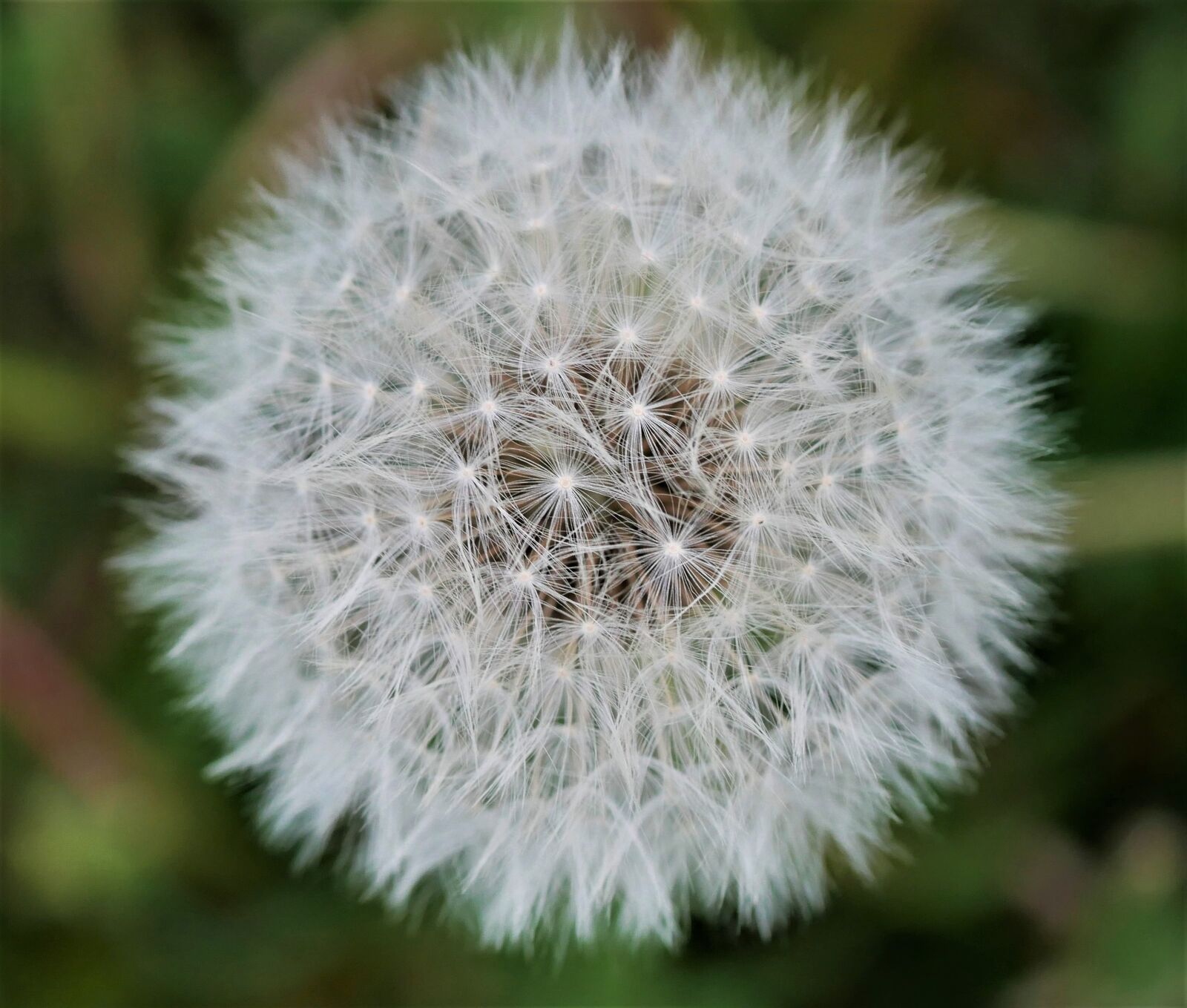 Panasonic Lumix DMC-GX85 (Lumix DMC-GX80 / Lumix DMC-GX7 Mark II) sample photo. Dandelion, flower, district photography