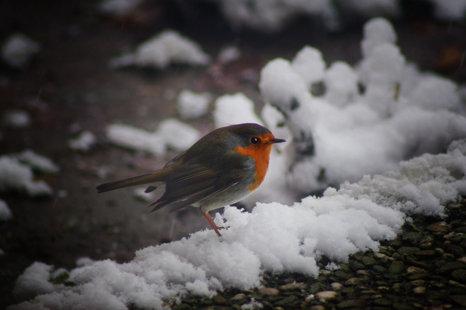 Pentax K-70 sample photo. Bird, nature, winter photography