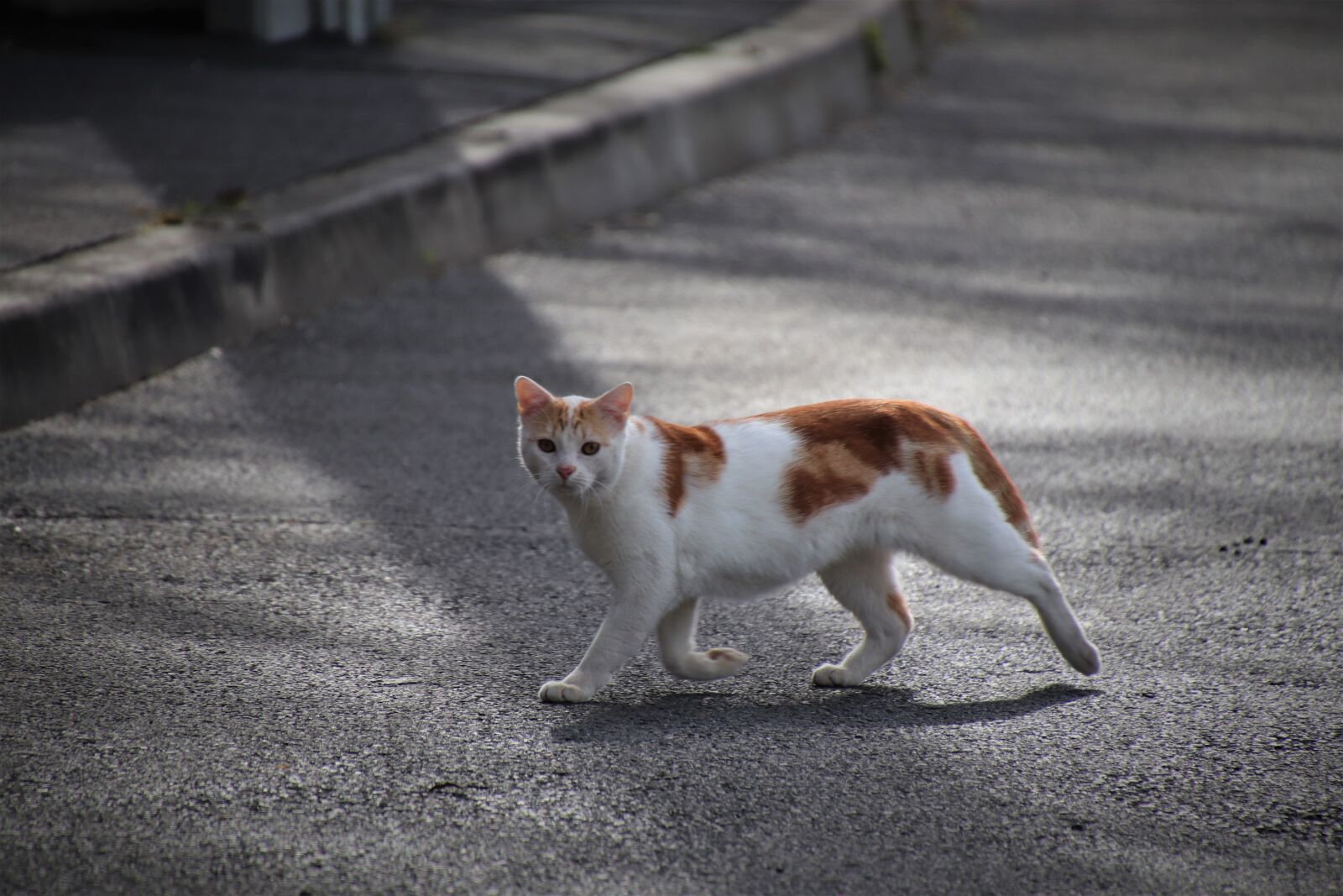 Canon EOS 800D (EOS Rebel T7i / EOS Kiss X9i) sample photo. Cat, felines, pets photography