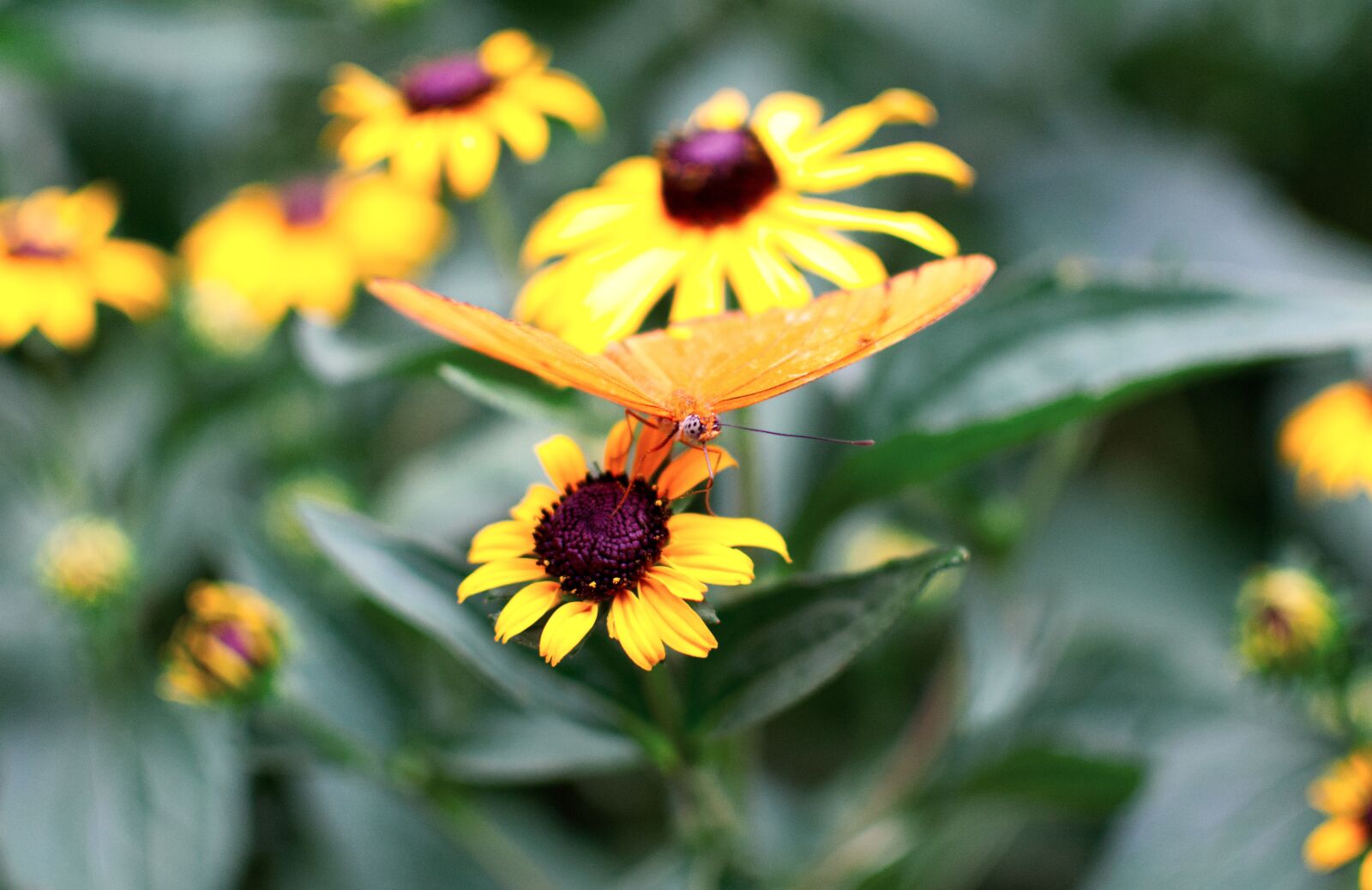 Nikon D3400 sample photo. Butterfly, flowers, nature photography
