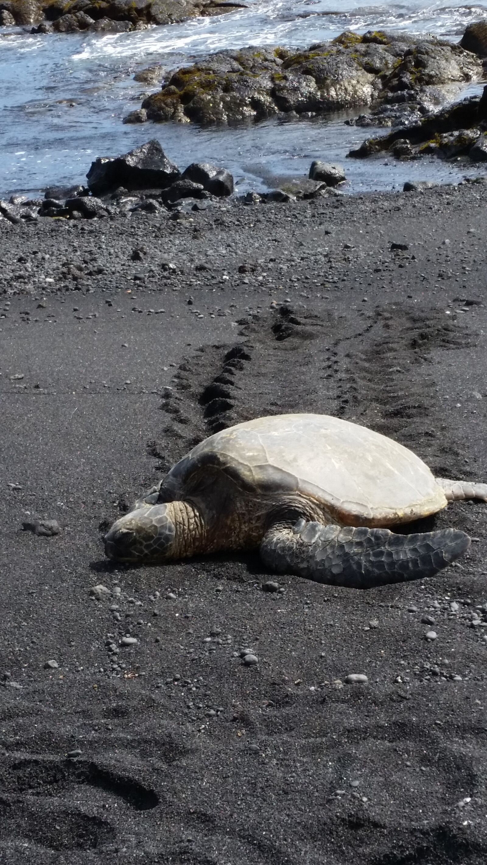 Samsung Galaxy S5 sample photo. Hawaii, sea turtle, black photography