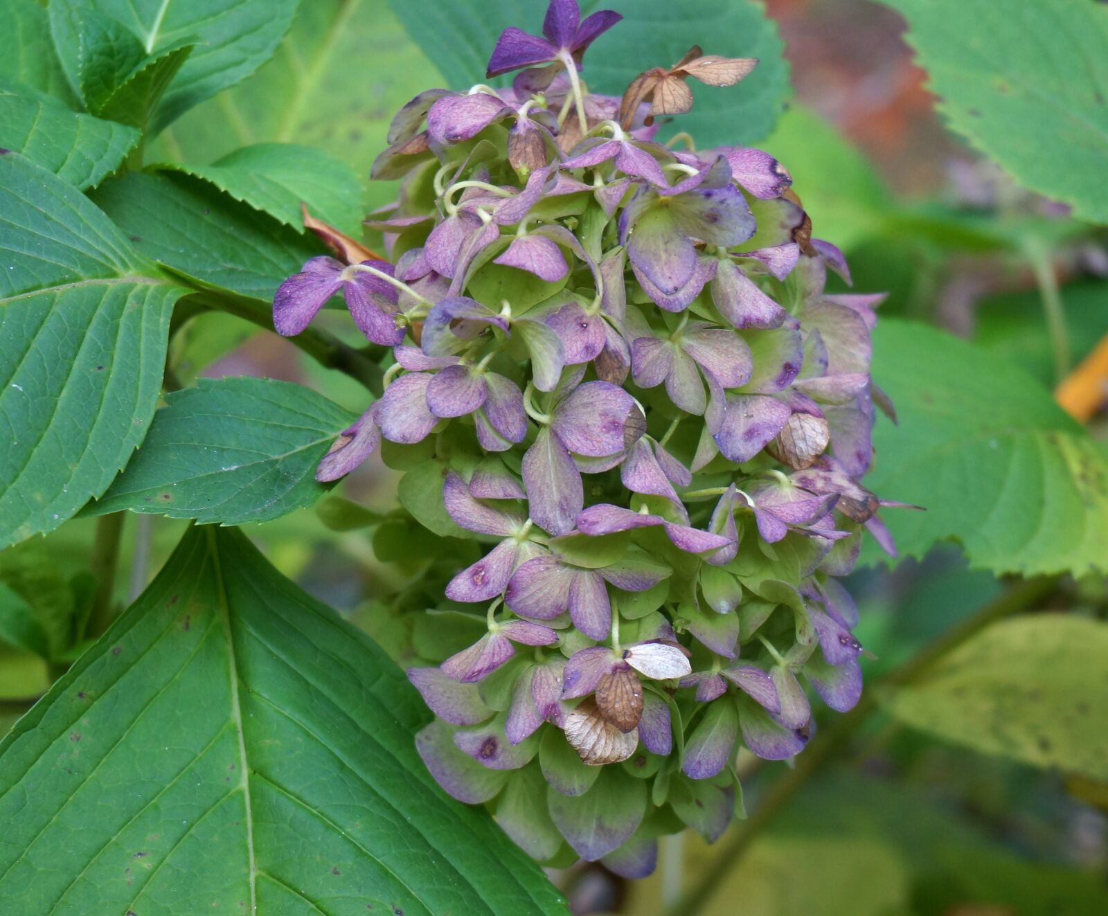 Sony Alpha NEX-5T sample photo. Fall hydrangea, hydrangea, plant photography