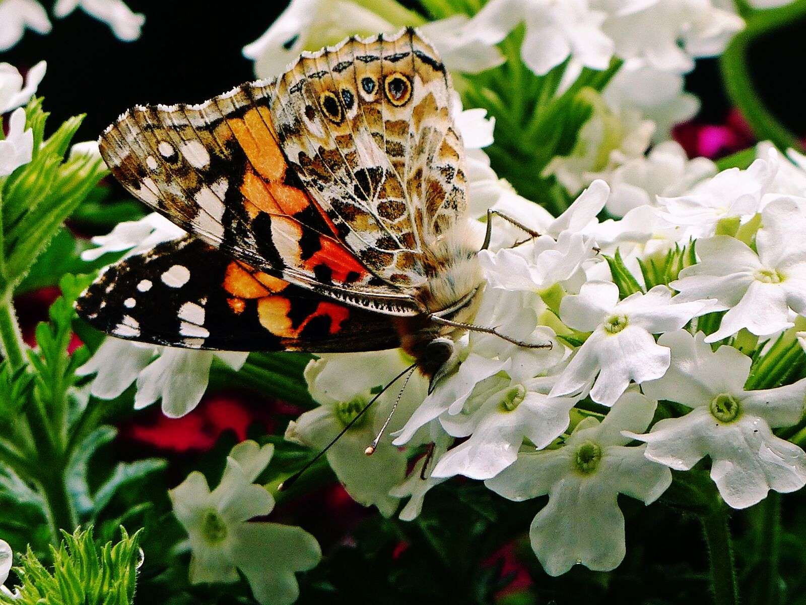 Panasonic Lumix DMC-FZ200 sample photo. Butterfly, insect, wing photography