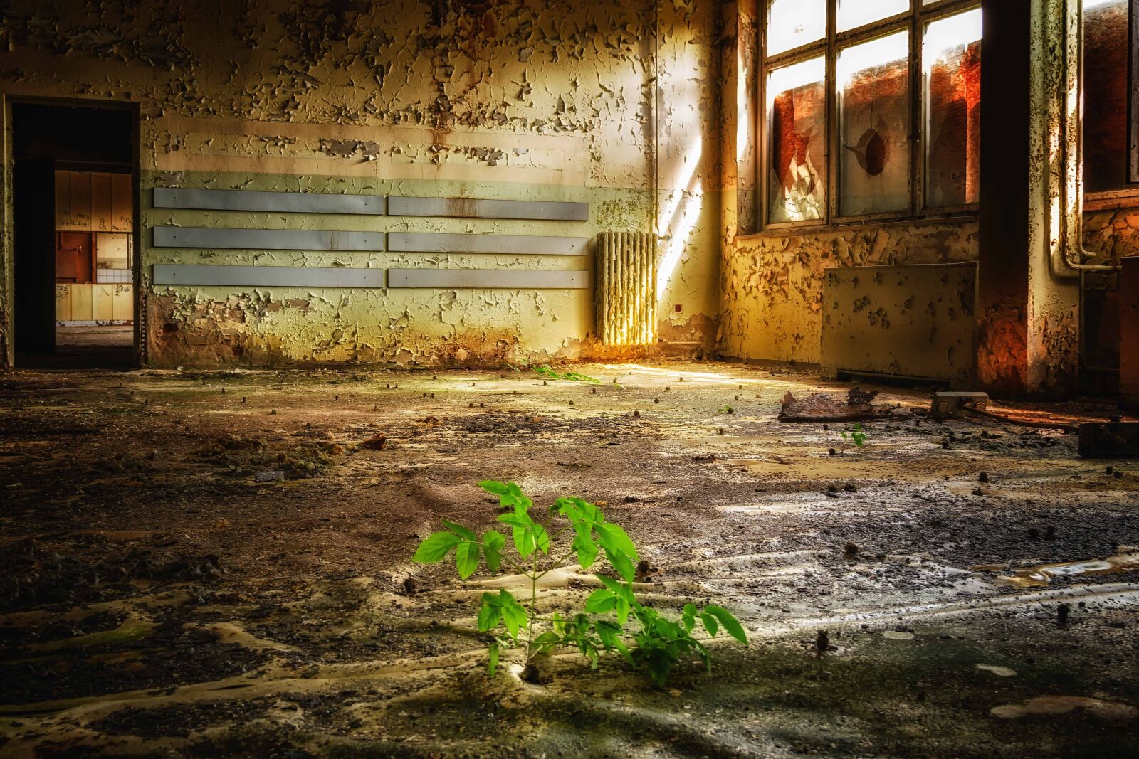 Nikon D3300 sample photo. Window, interior, old, ground photography