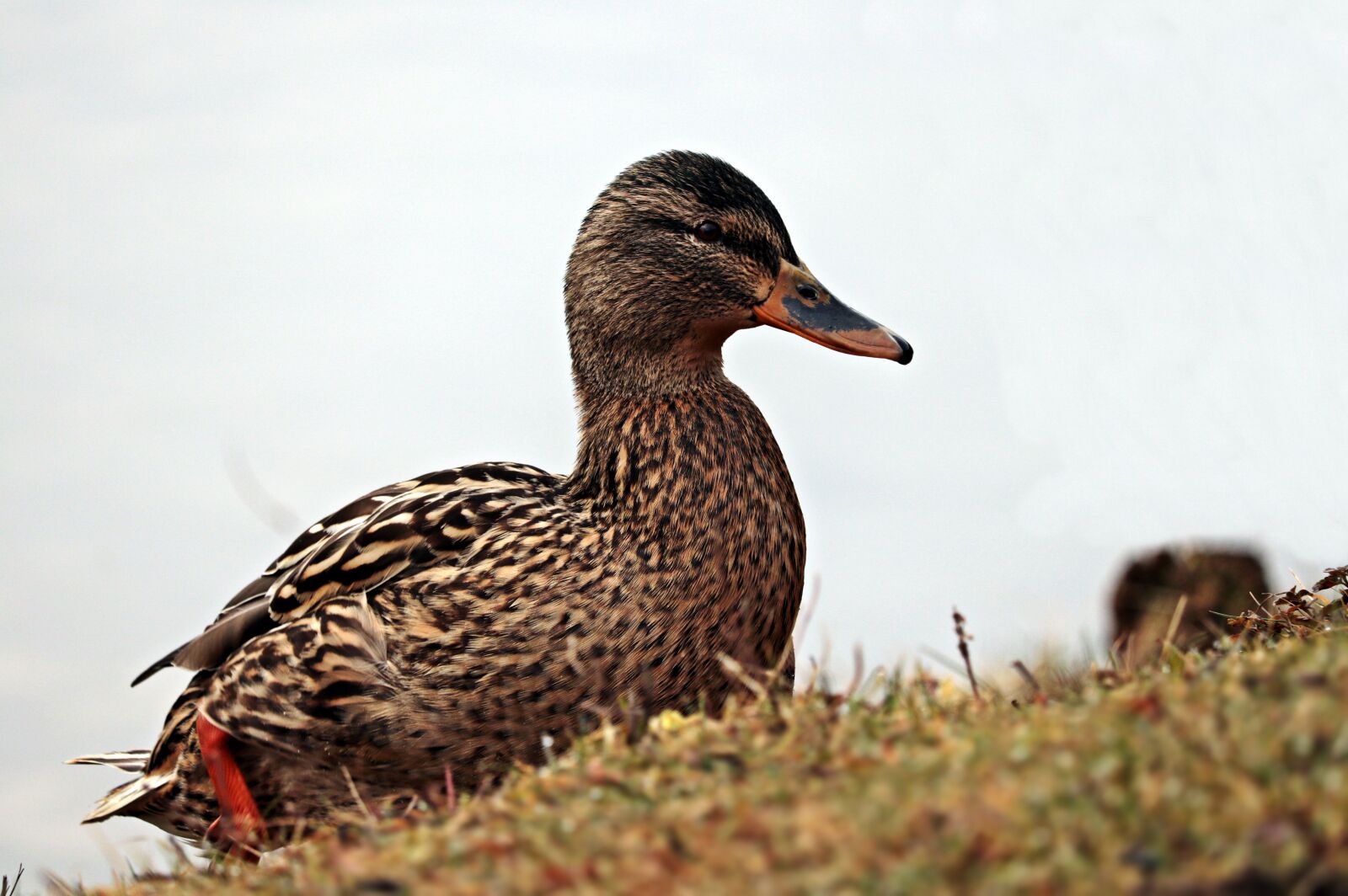 Canon EOS 80D sample photo. Duck, duck bird, winter photography