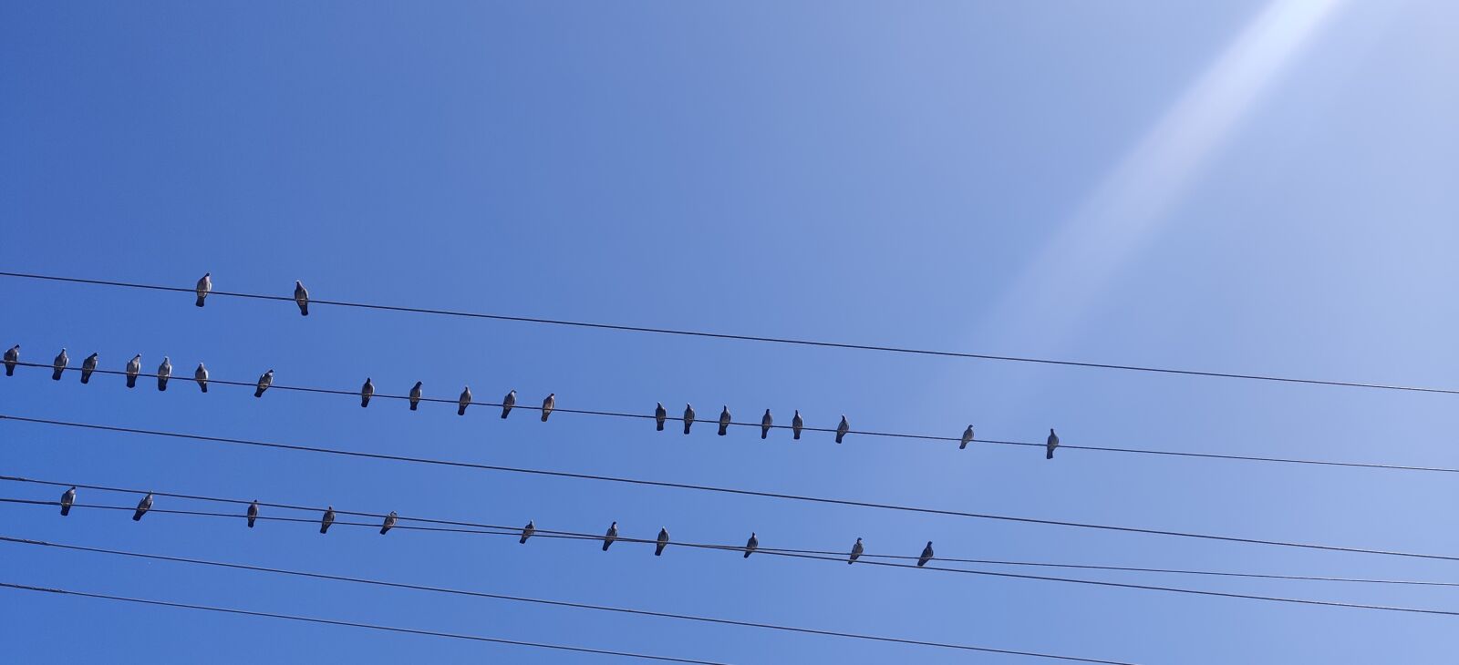 OnePlus GM1910 sample photo. Birds, sky, green photography