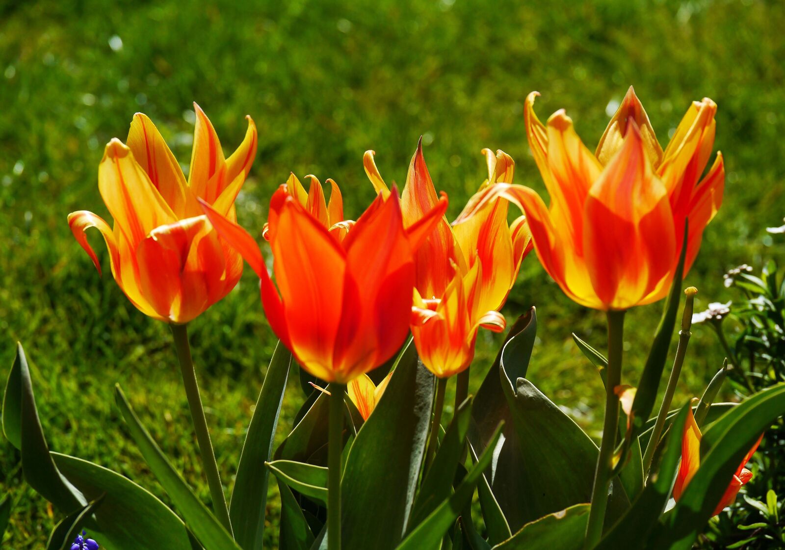 Panasonic Lumix DMC-G3 sample photo. Tulips, tulpenbluete, spring photography