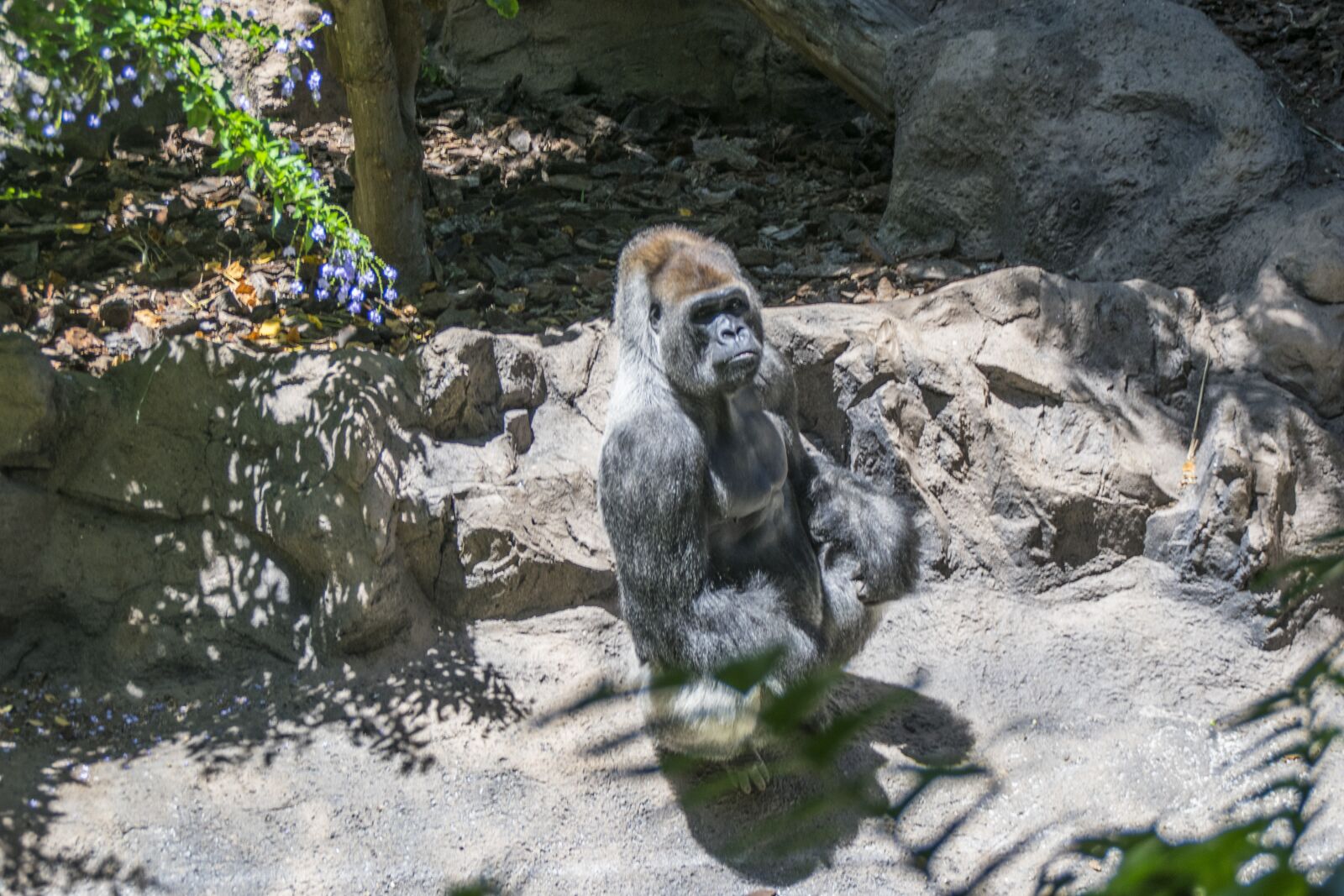 Nikon D5300 sample photo. Nature, animals, zoo photography