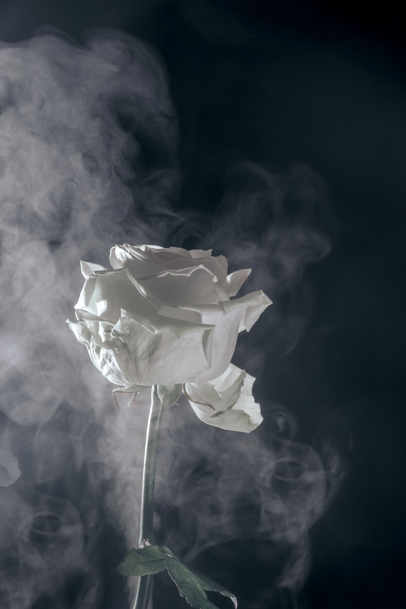 Canon EOS R sample photo. Rose, fog, flower photography