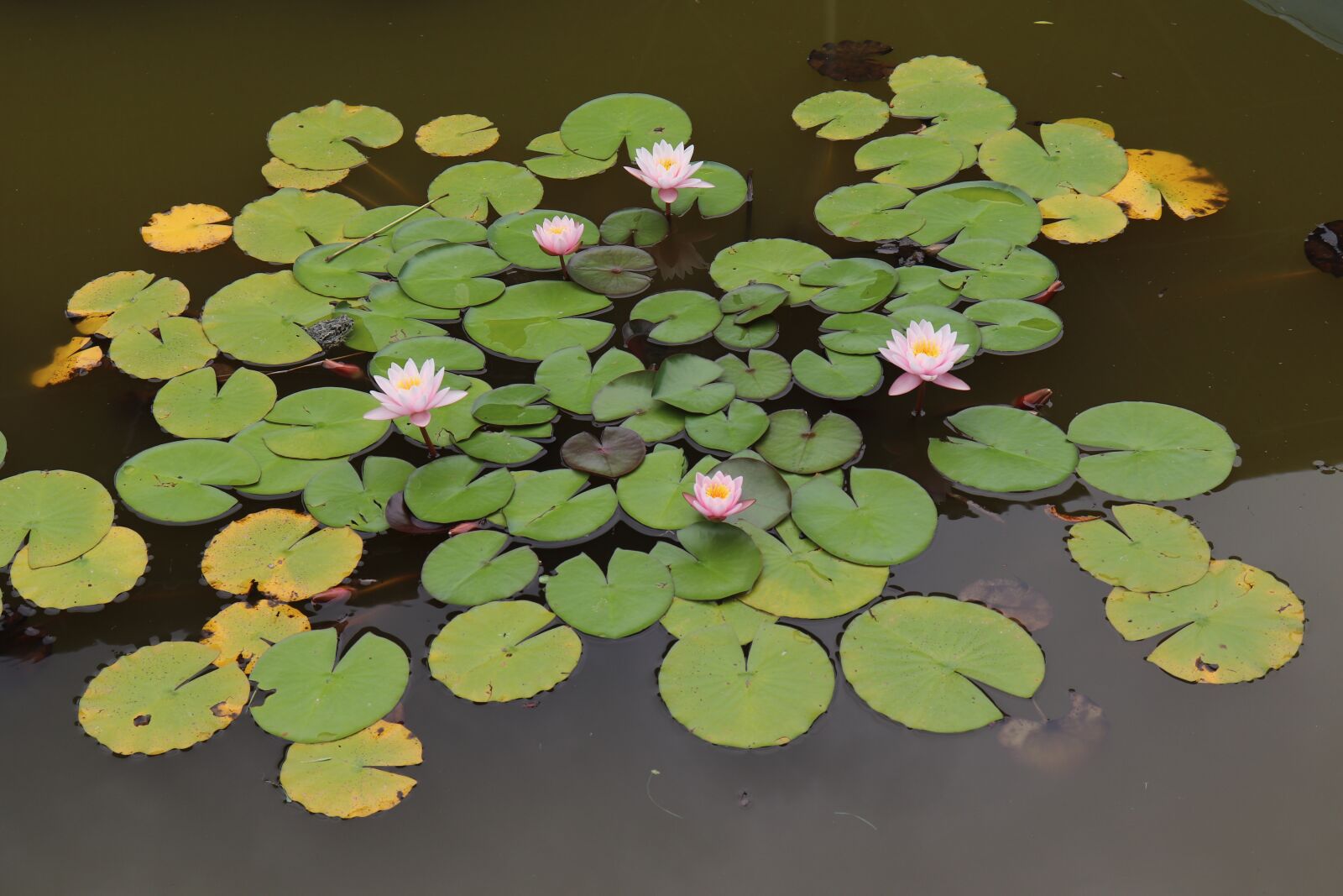 Canon EOS 200D (EOS Rebel SL2 / EOS Kiss X9) sample photo. Swamp, water lilies, water photography